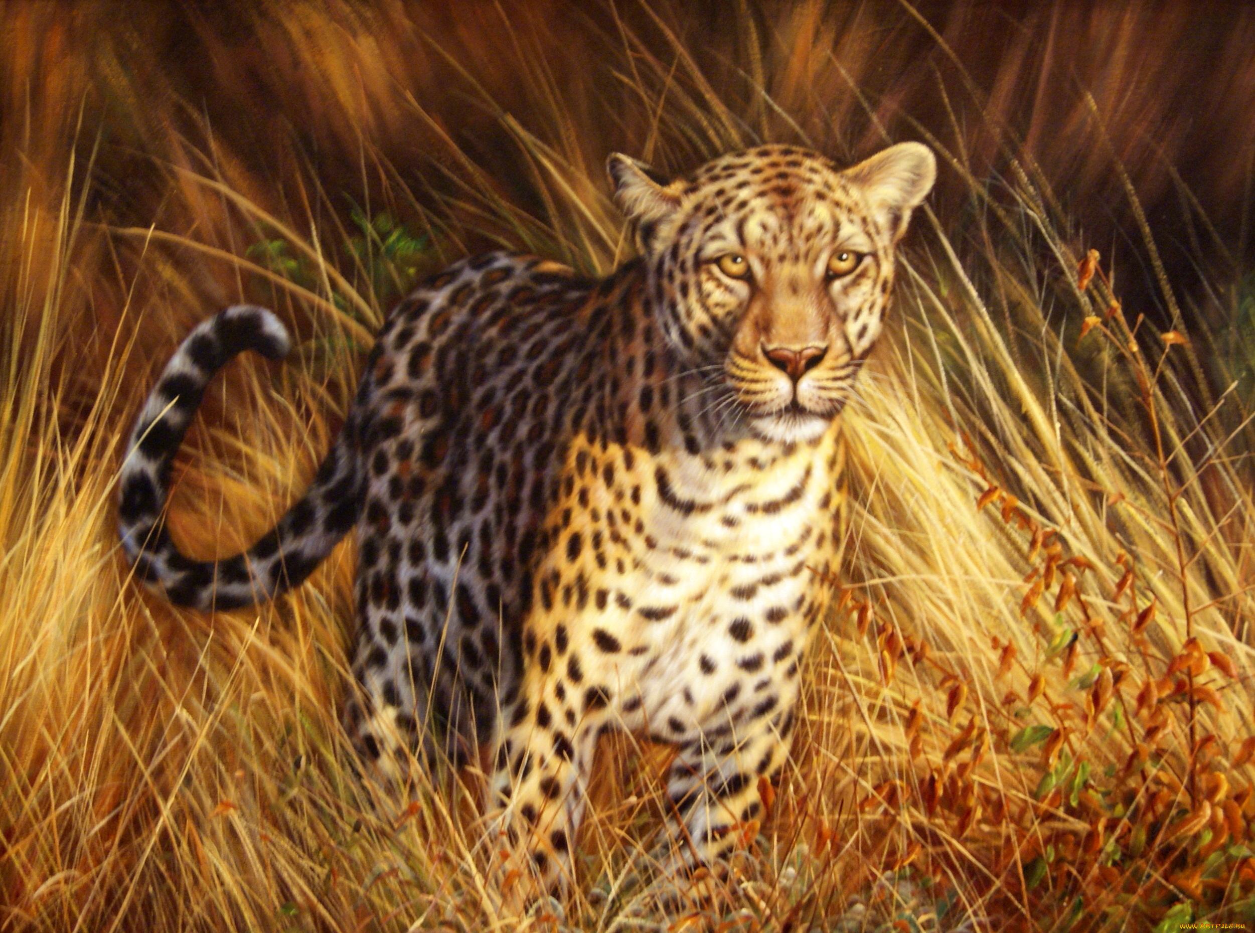 рисованные, животные, леопард