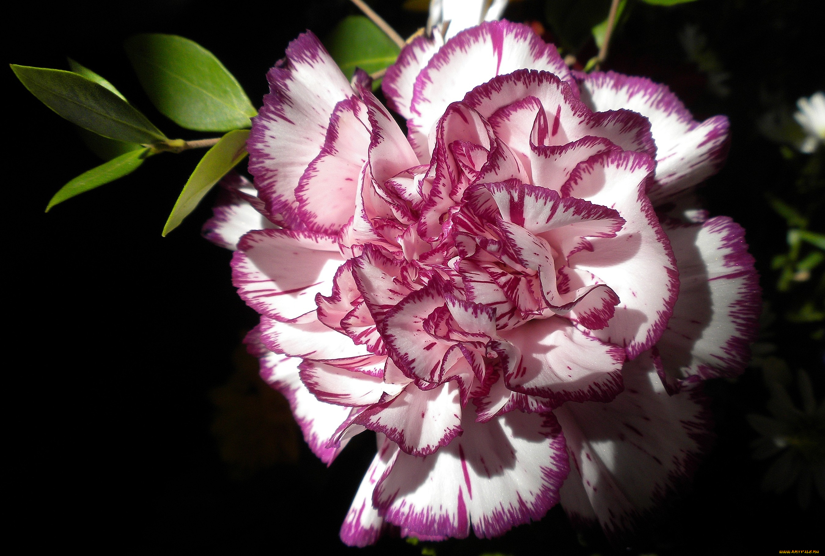 цветы, гвоздики, круглый, красно-белый, пестрый