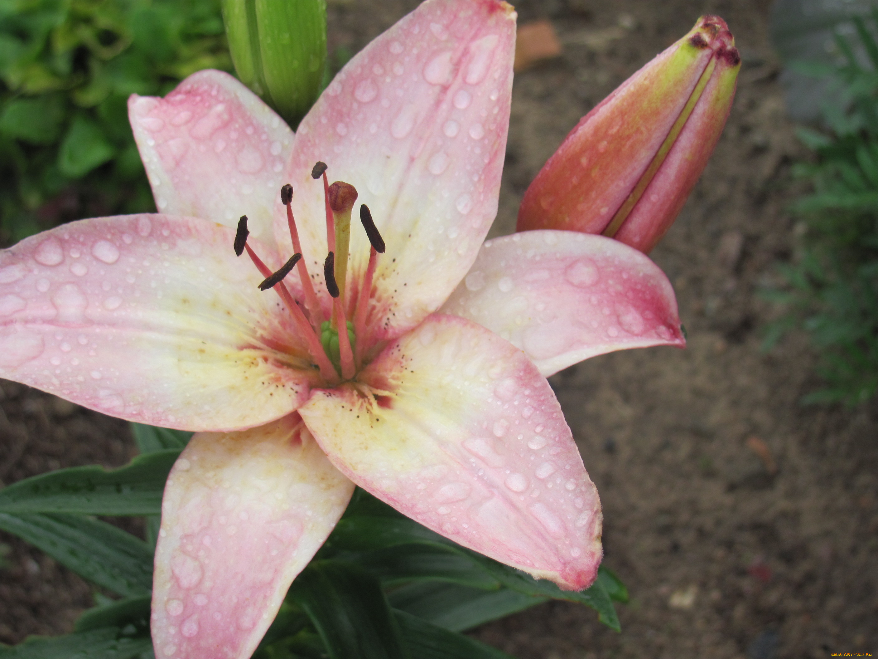 цветы, лилии, лилейники, капли