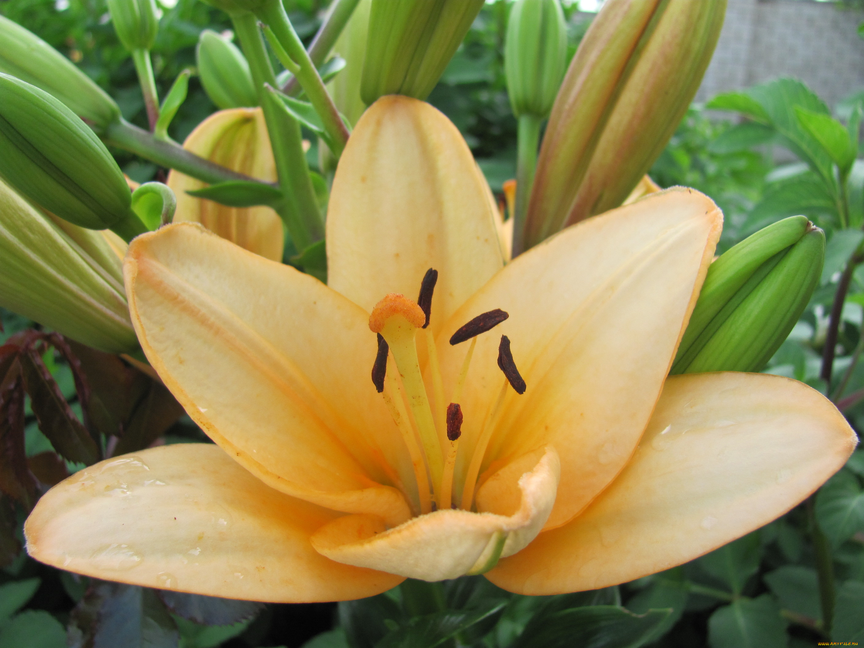 цветы, лилии, лилейники, желтая