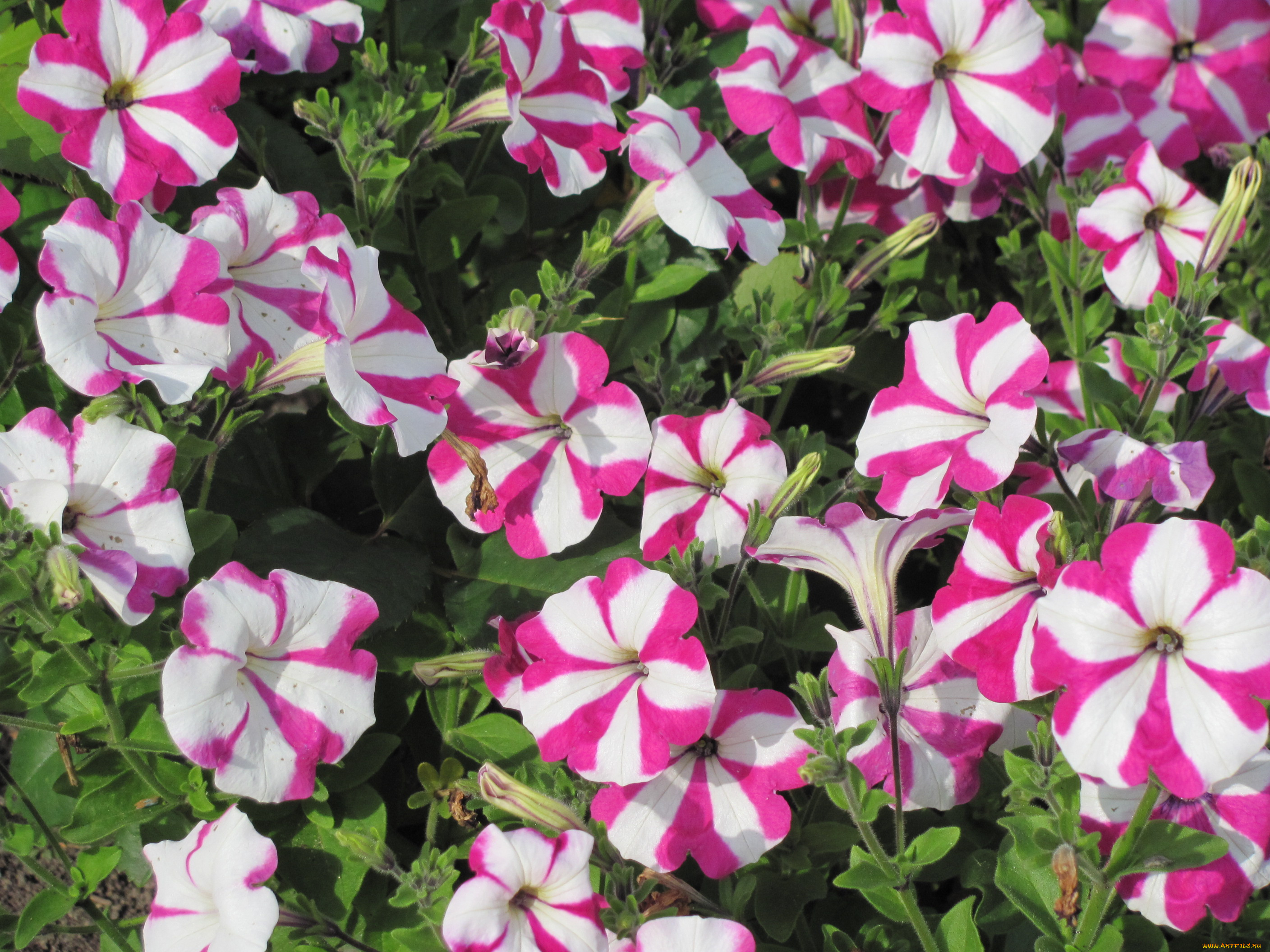 цветы, петунии, калибрахоа, бело-розовые