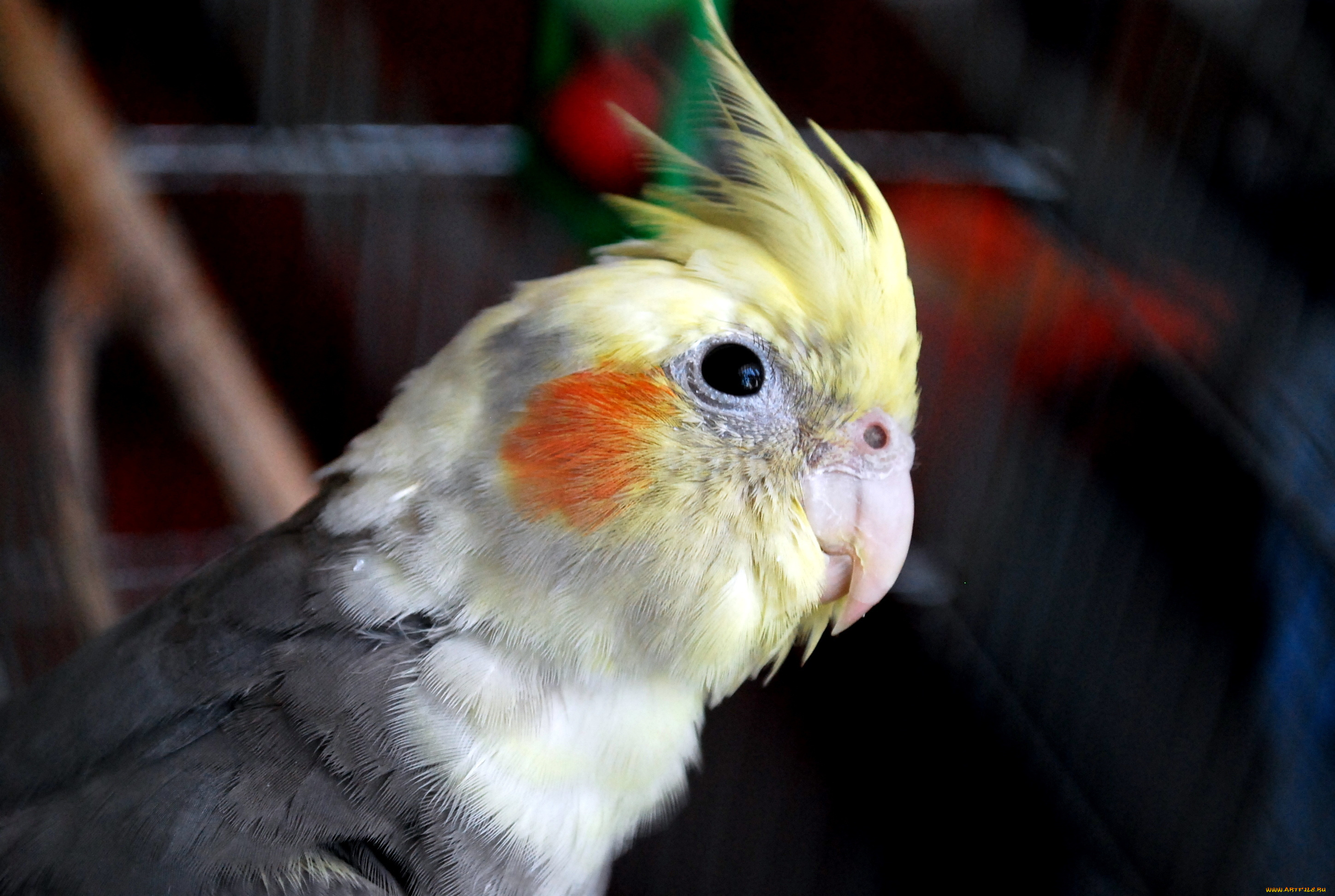 животные, попугаи, клюв