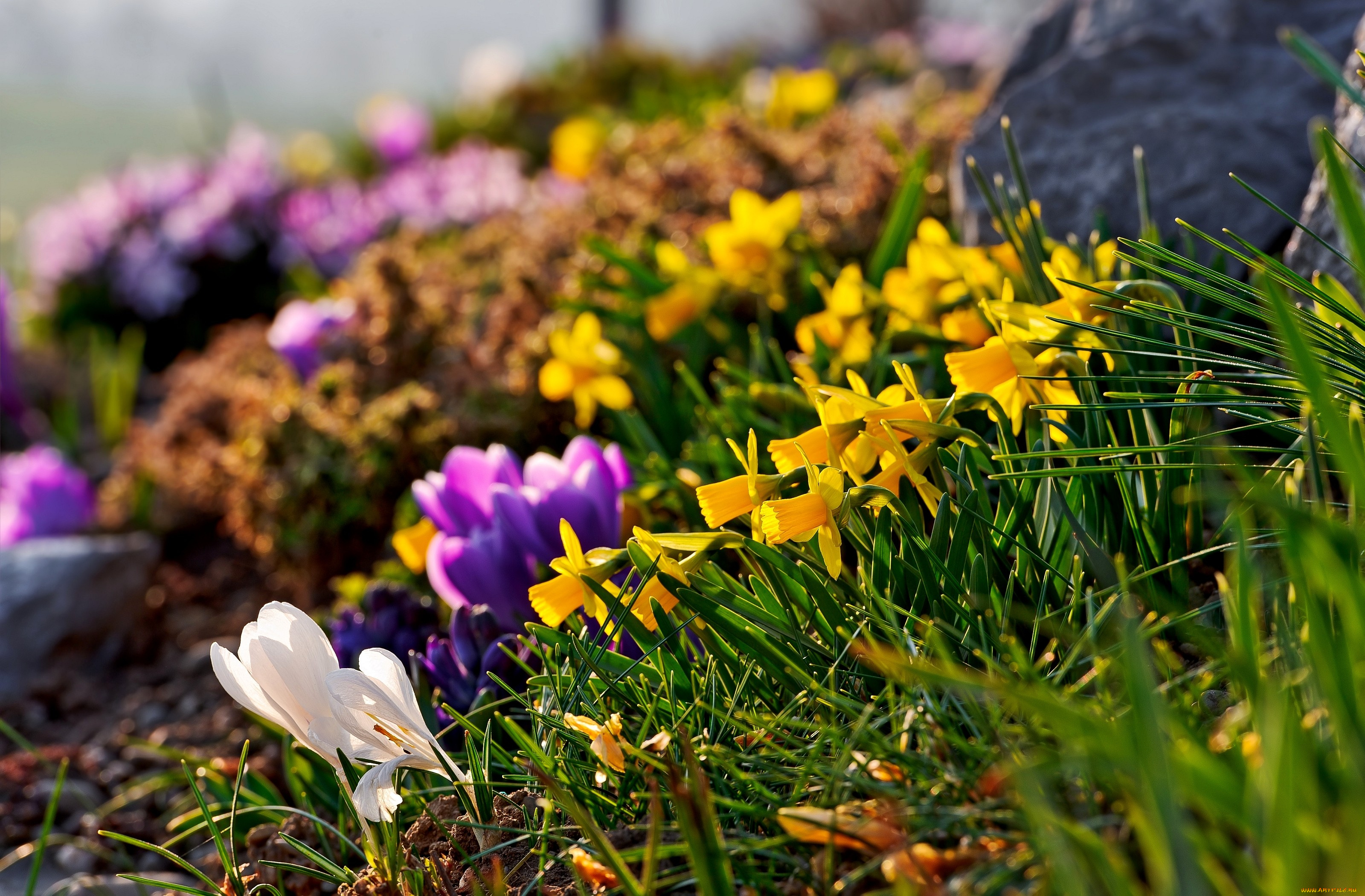 цветы, разные, вместе, крокусы, нарциссы