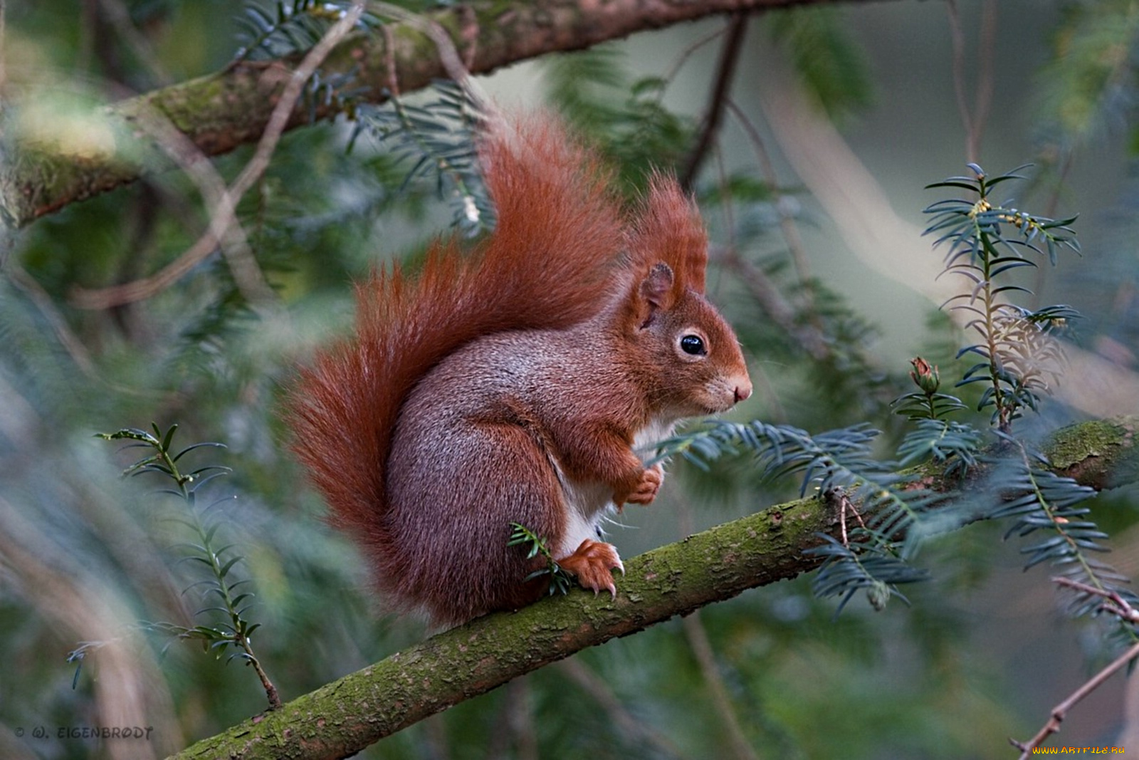 животные, белки, рыжий, зверек