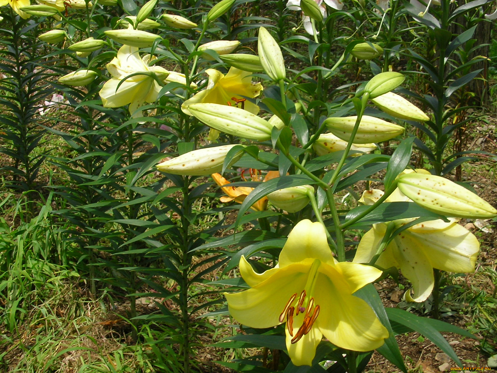 цветы, лилии, лилейники, бутон