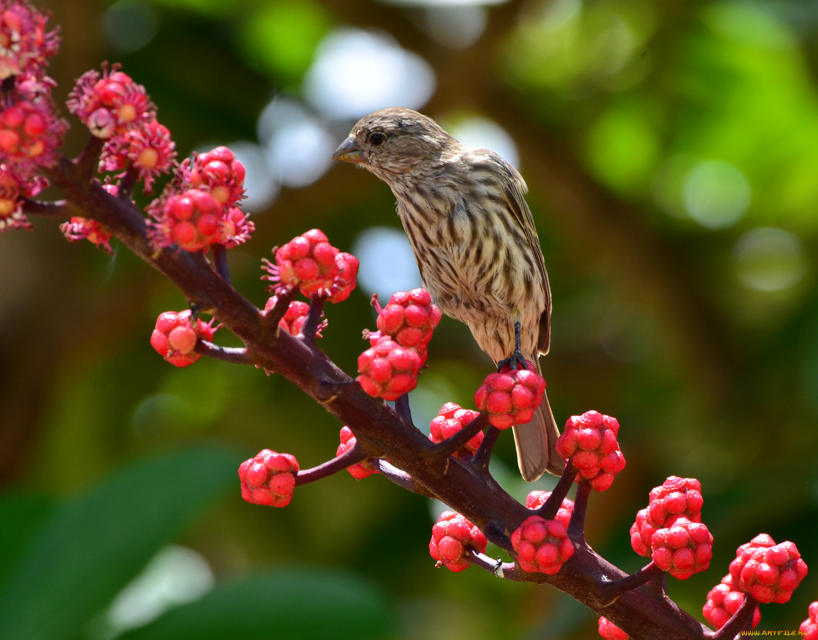 животные, воробьи, птичка, ветка