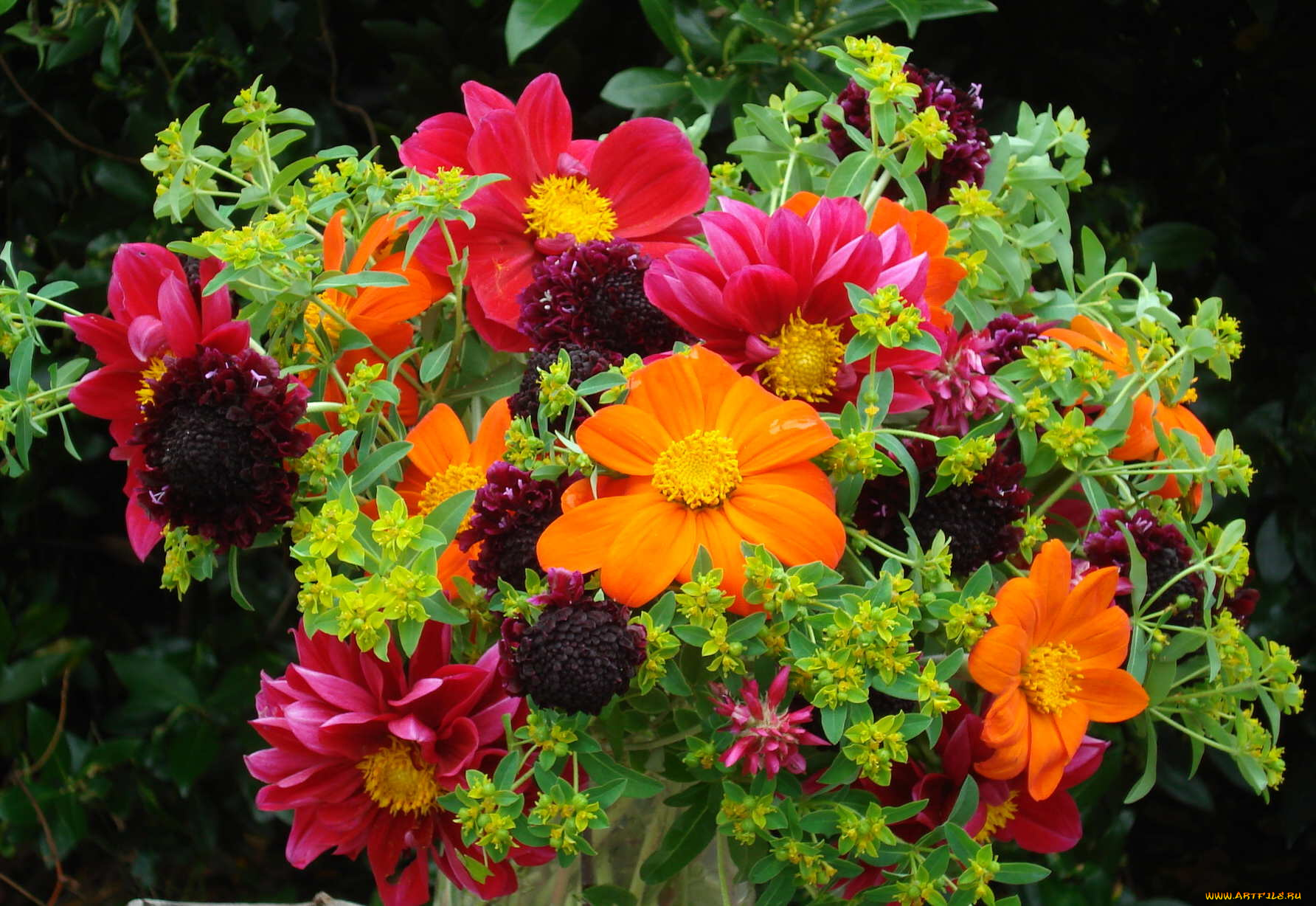 цветы, георгины, букет