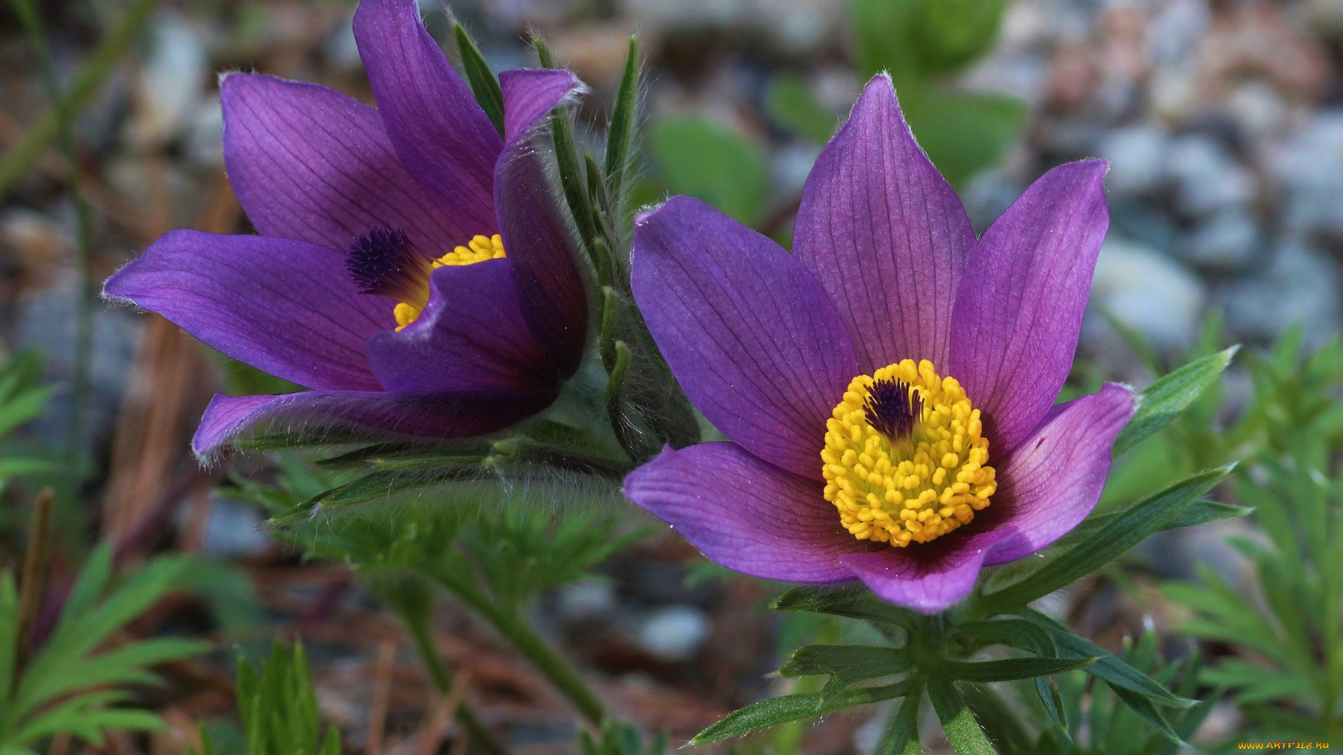 цветы, анемоны, адонисы, сон-трава, анемон