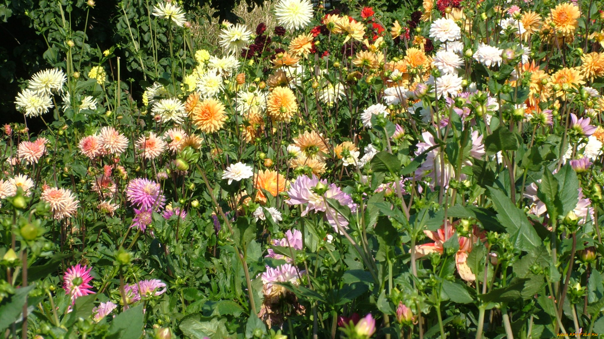 цветы, георгины