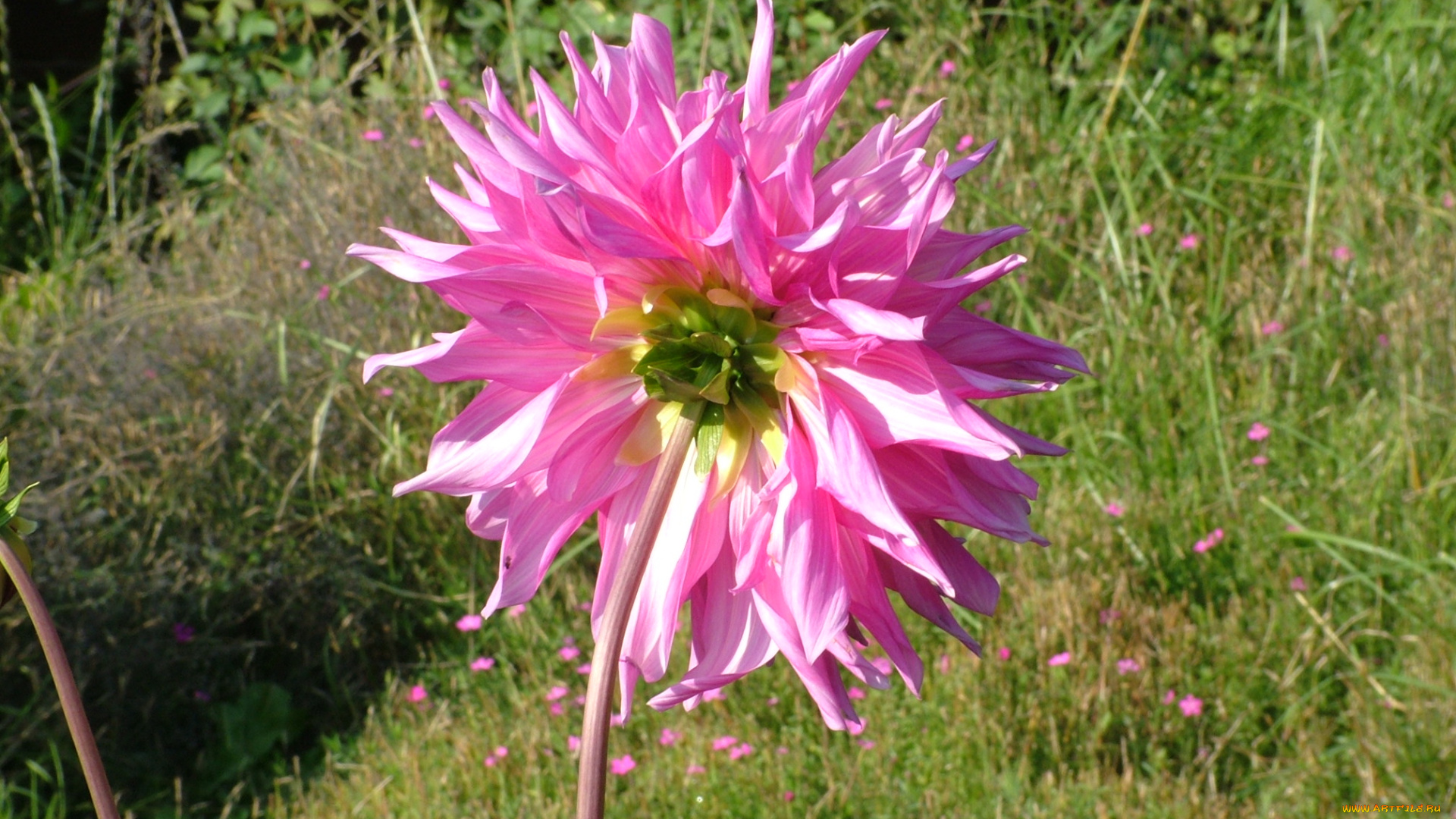 цветы, георгины, бутон