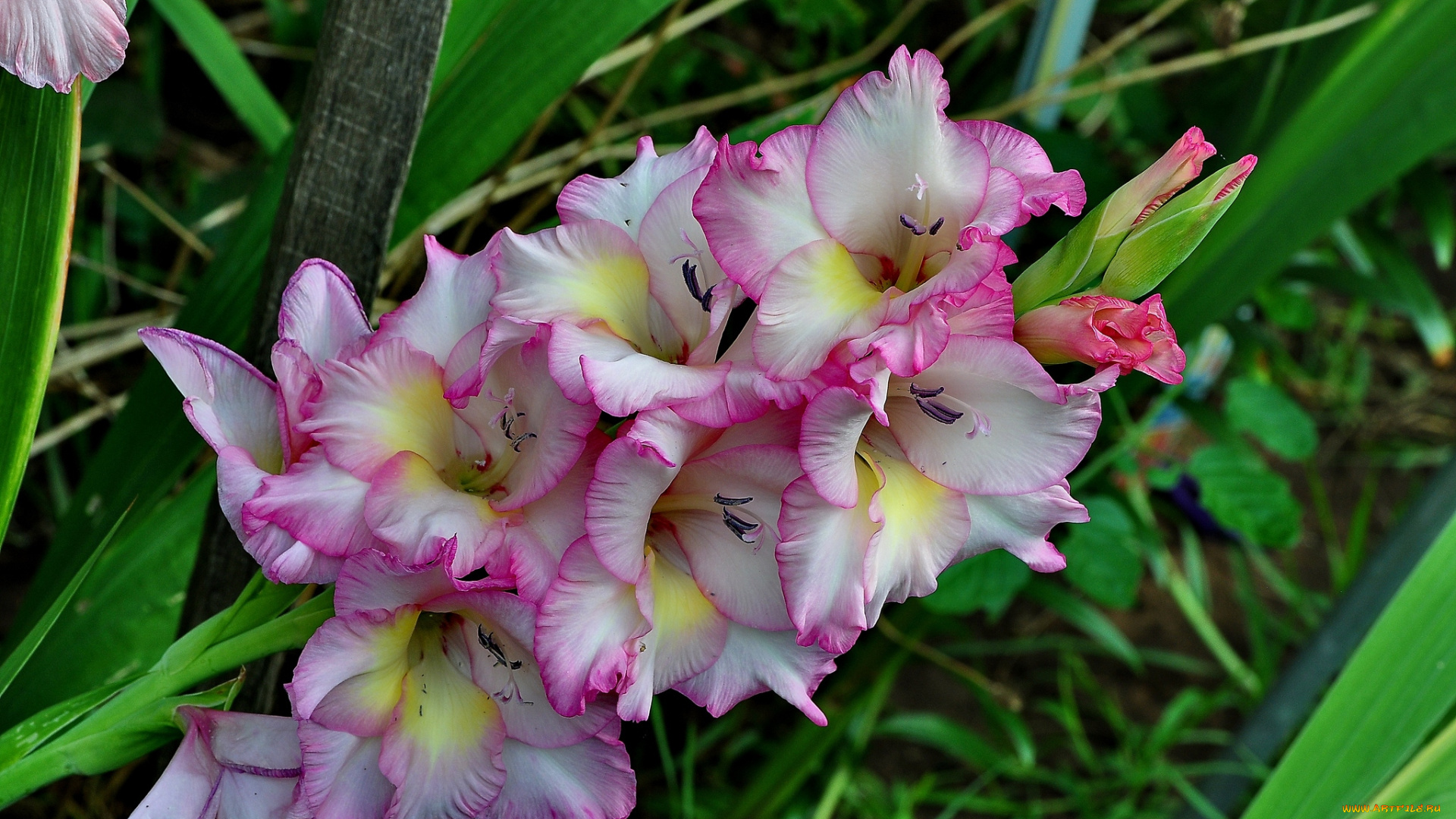 цветы, гладиолусы, пестрый