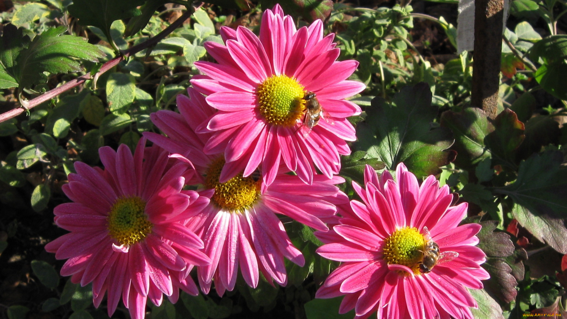 цветы, хризантемы, астры