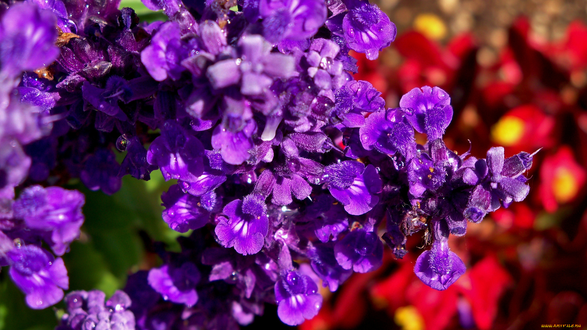 цветы, макро