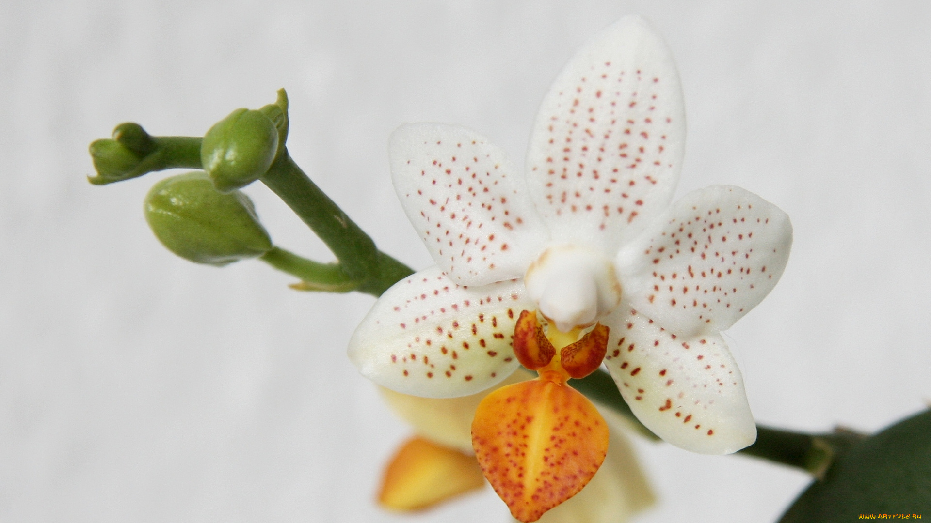 цветы, орхидеи, белый