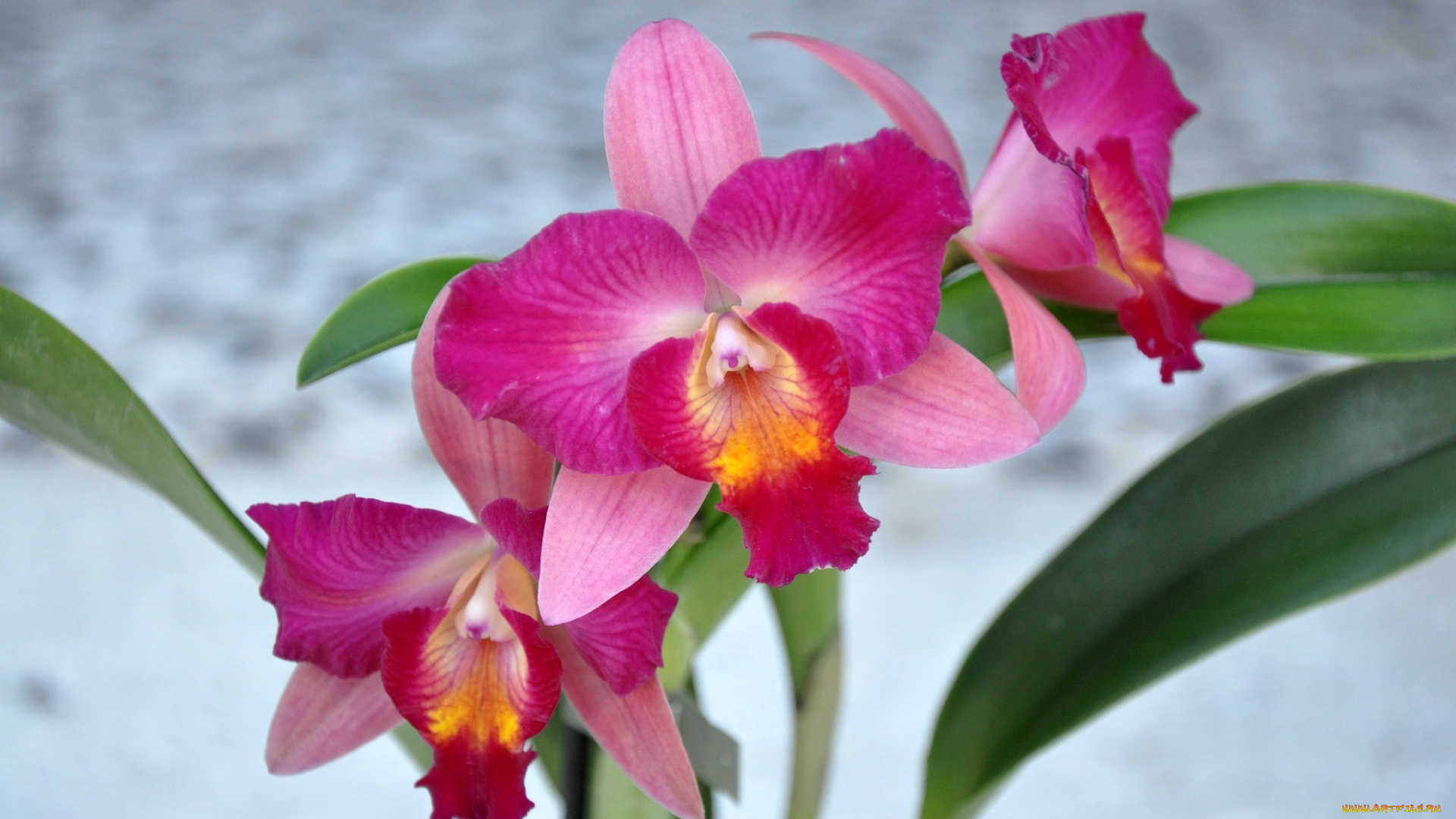 цветы, орхидеи, экзотика, розовый