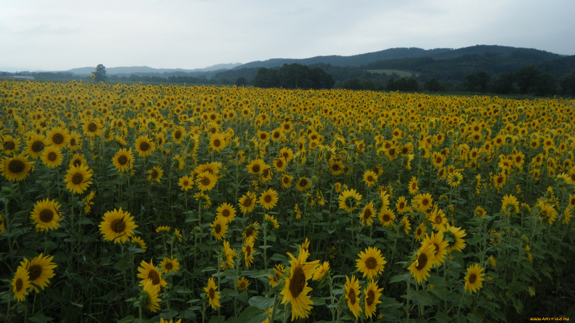цветы, подсолнухи