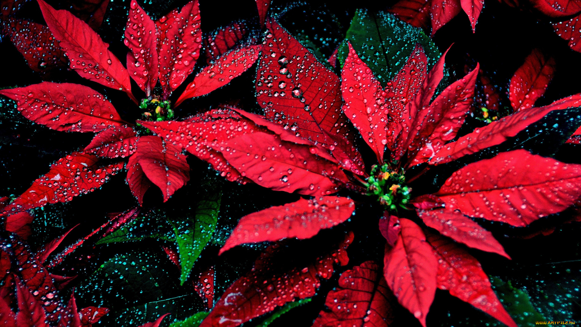 цветы, пуансеттия, красный, капли, листья