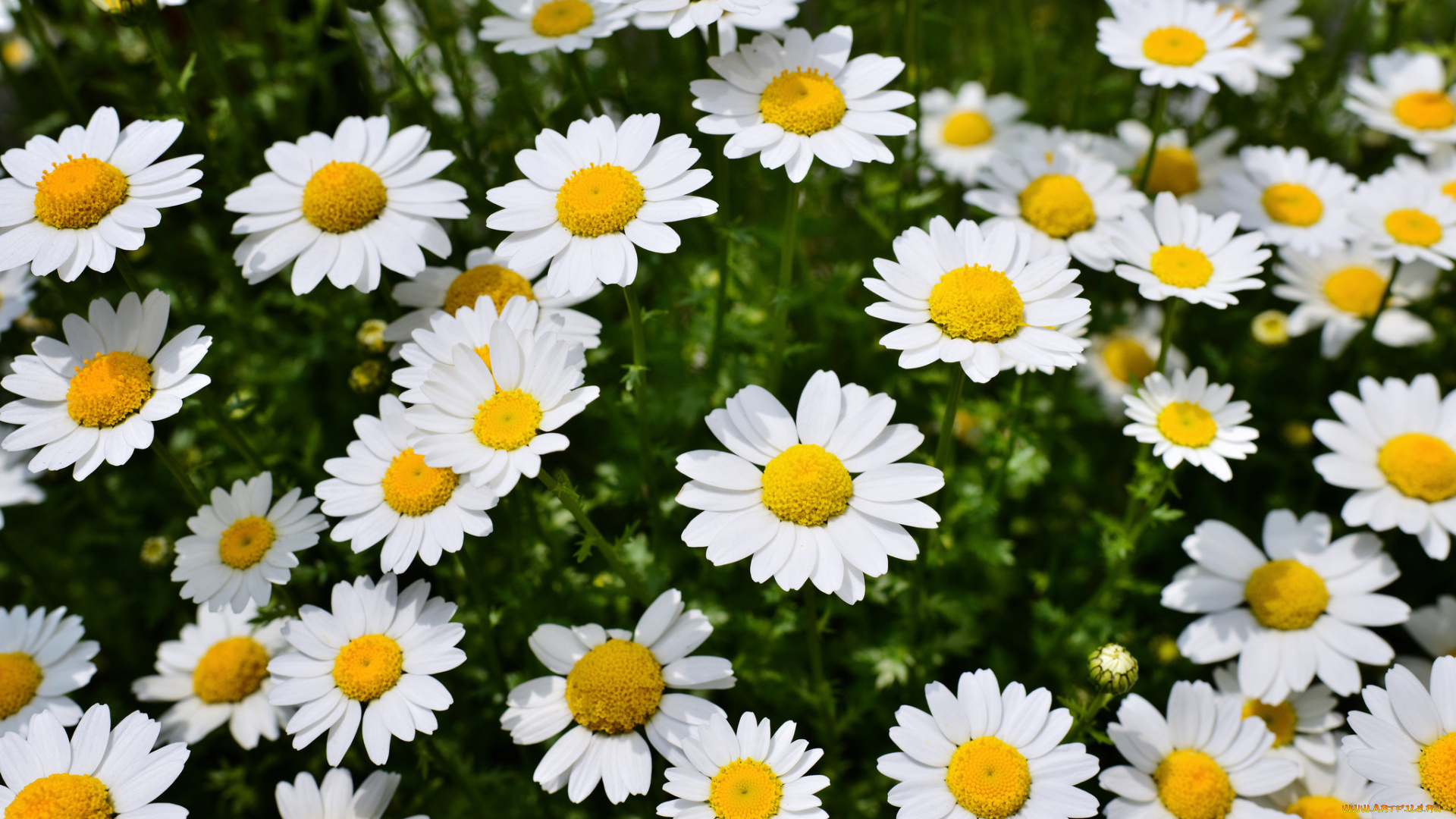 цветы, ромашки, весна