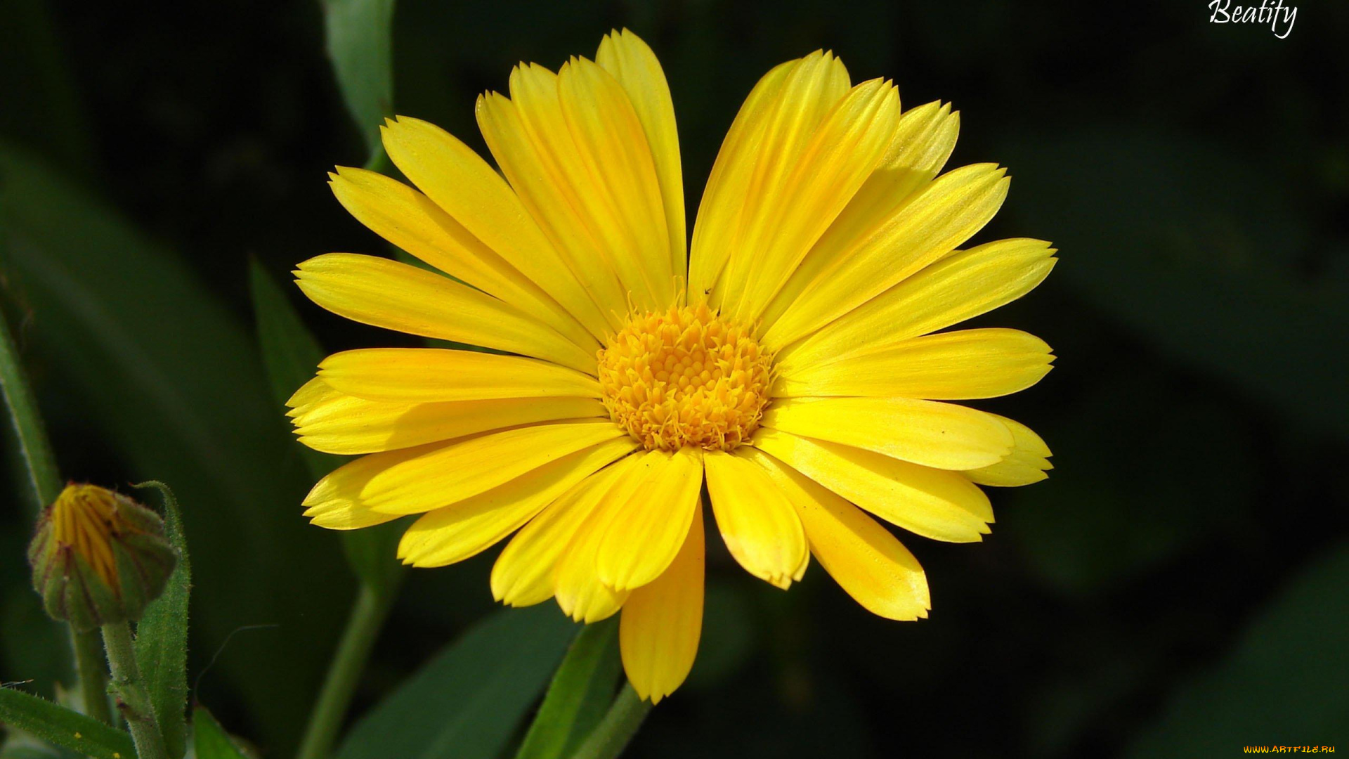 цветы, ромашки, желтая, ромашка, бутон, цветок