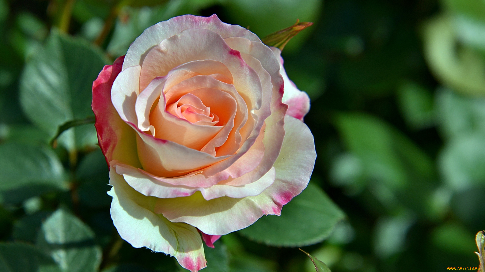 цветы, розы, пестрый