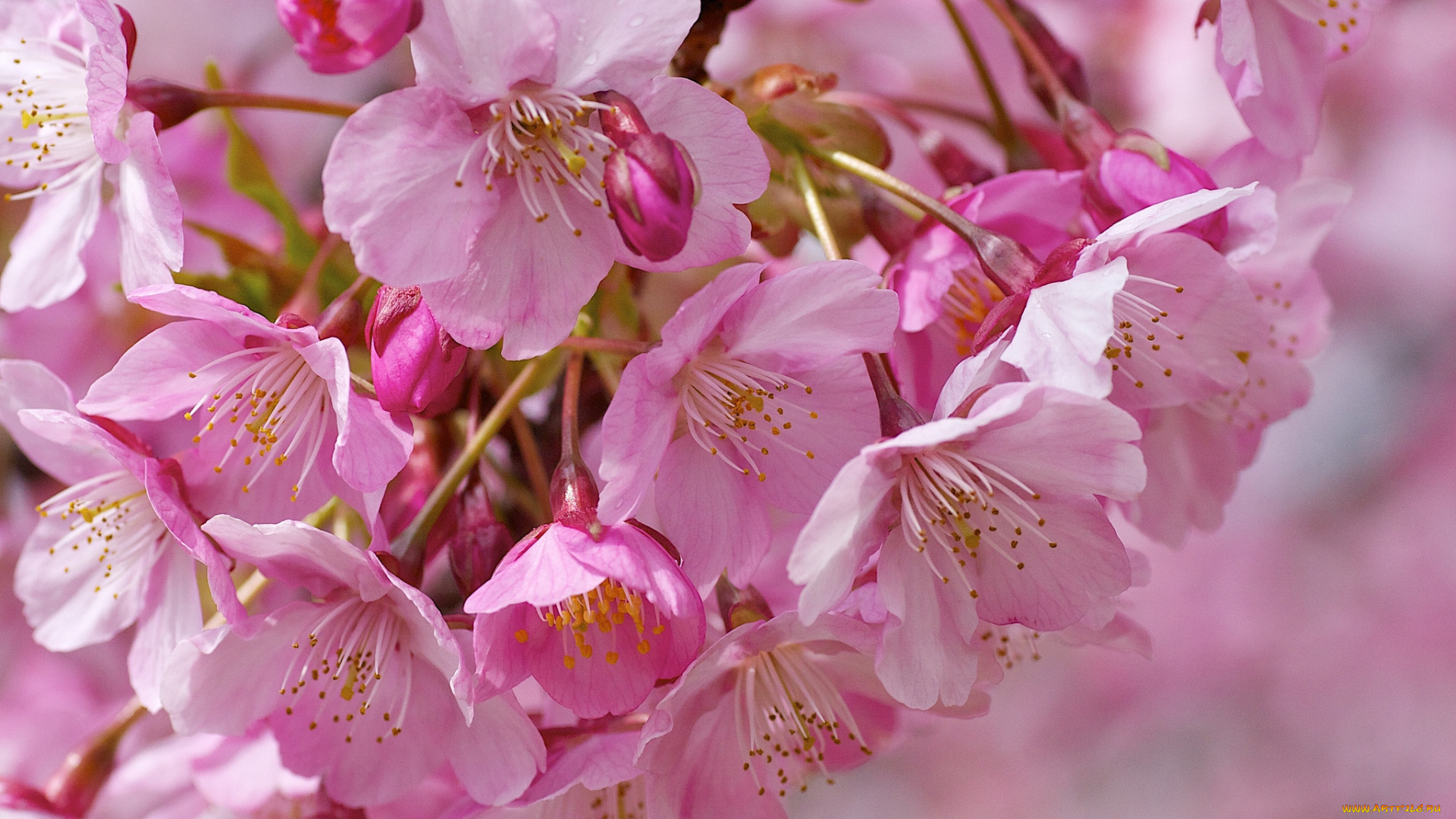 цветы, сакура, вишня, розовый