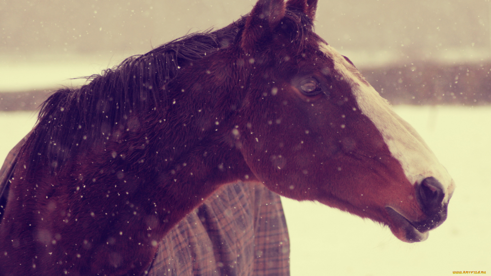 лошадь, зимой, животные, лошади, голова, зима, снег, попона