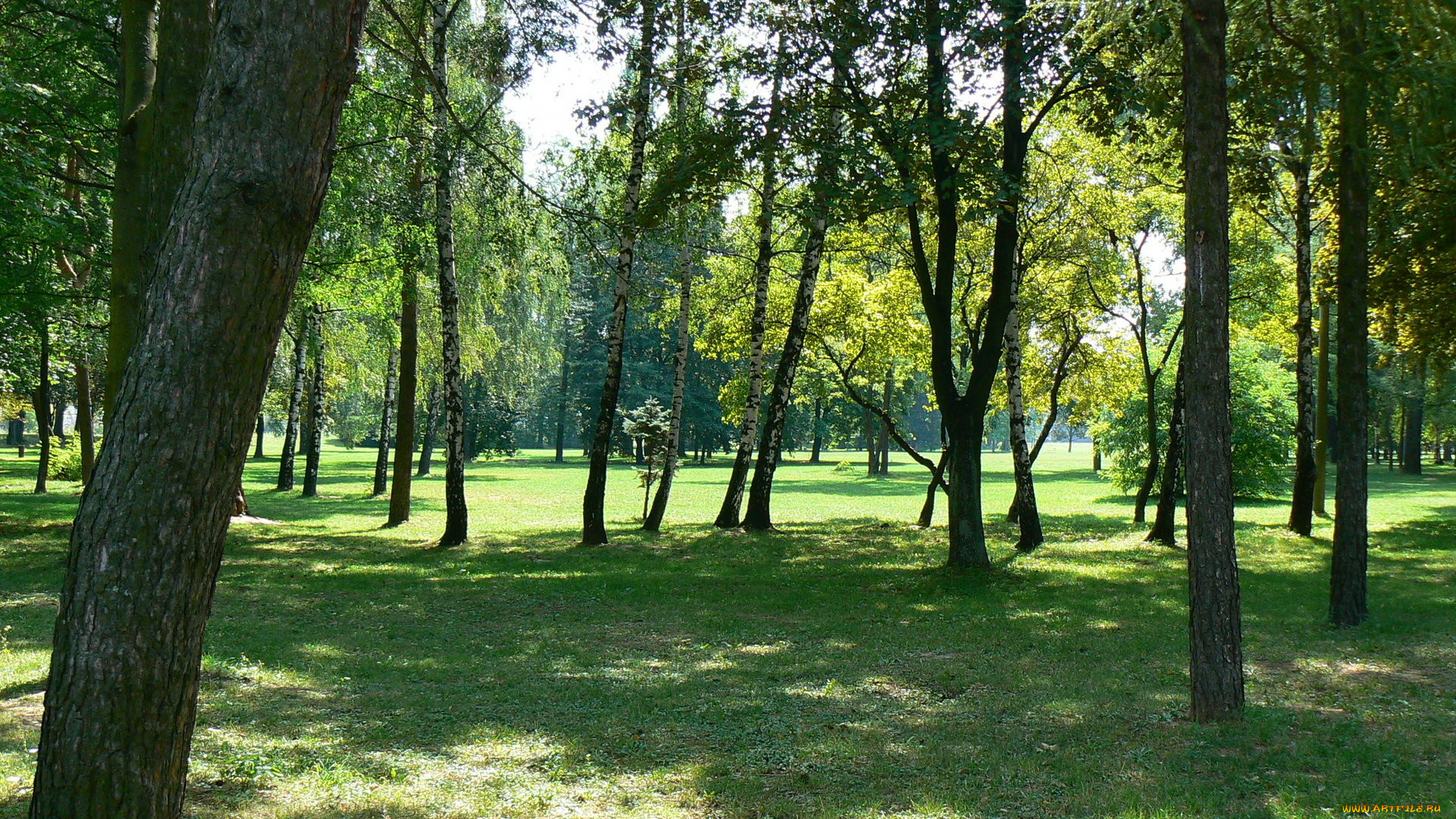 природа, деревья, березы, парк