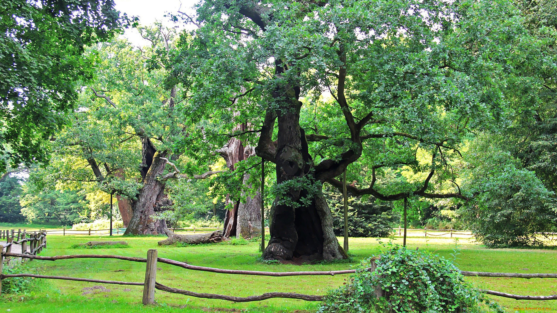 природа, деревья, дубы