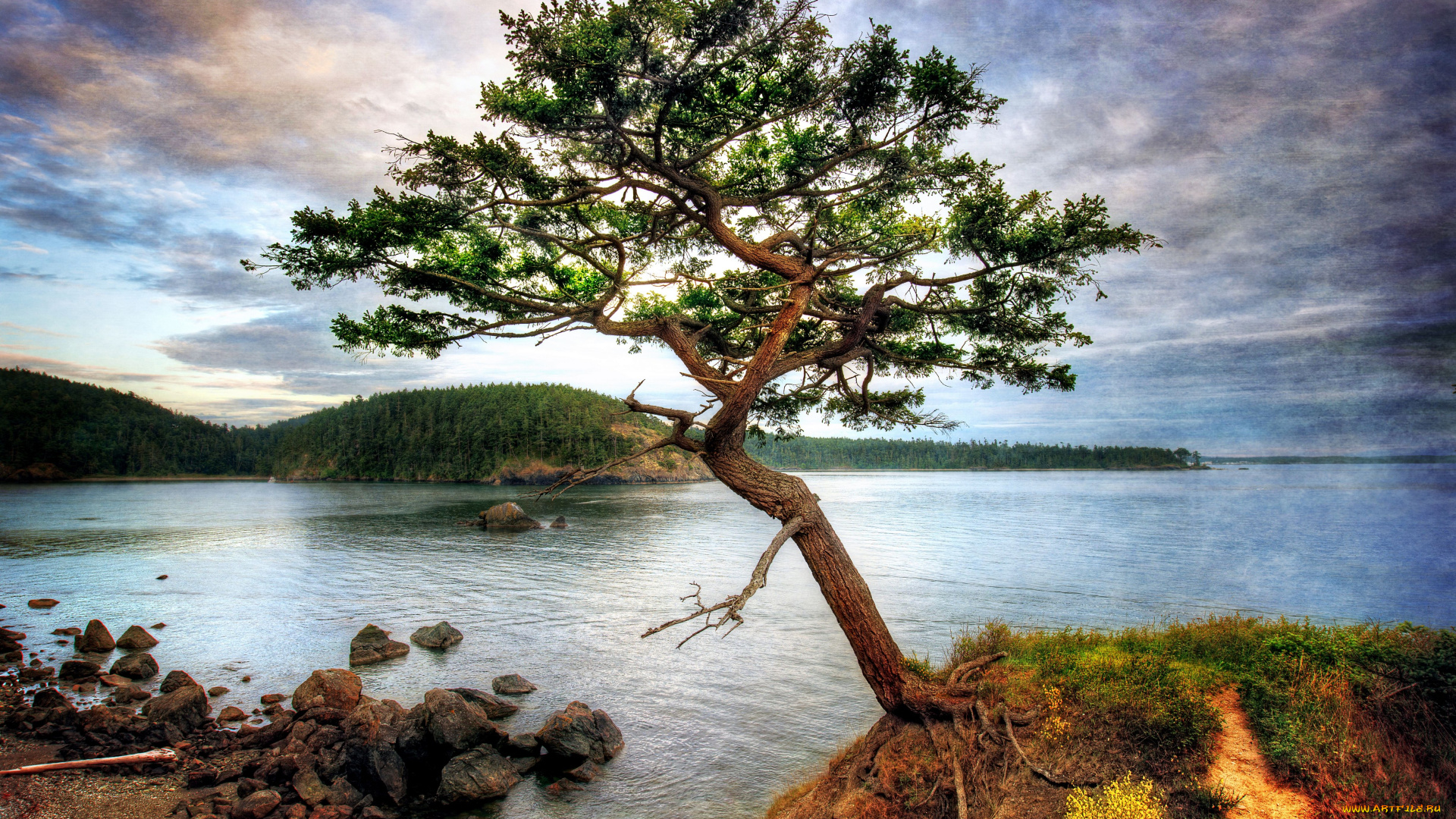 природа, деревья, озеро