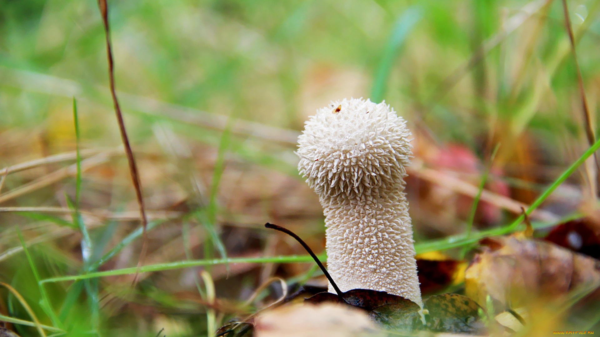 природа, грибы, дождевик