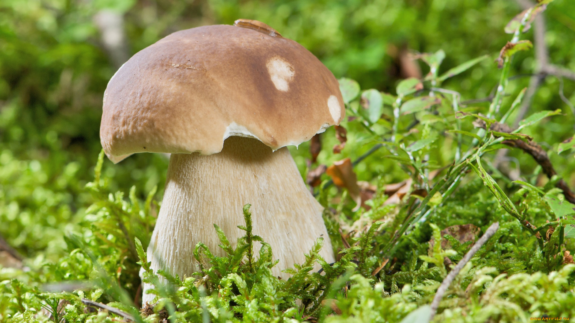 природа, грибы, мох, боровик, улитка