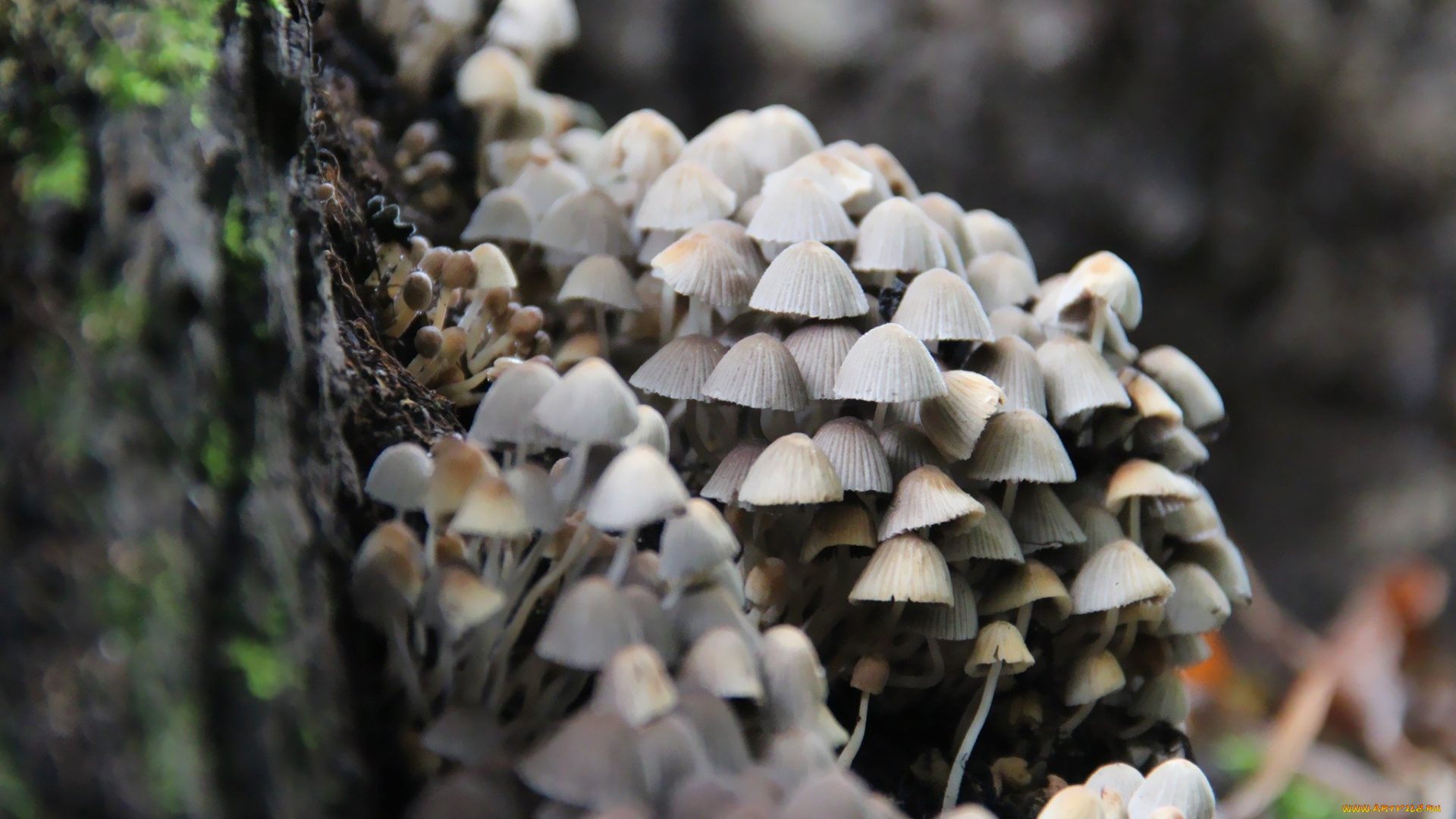 природа, грибы, пень, много