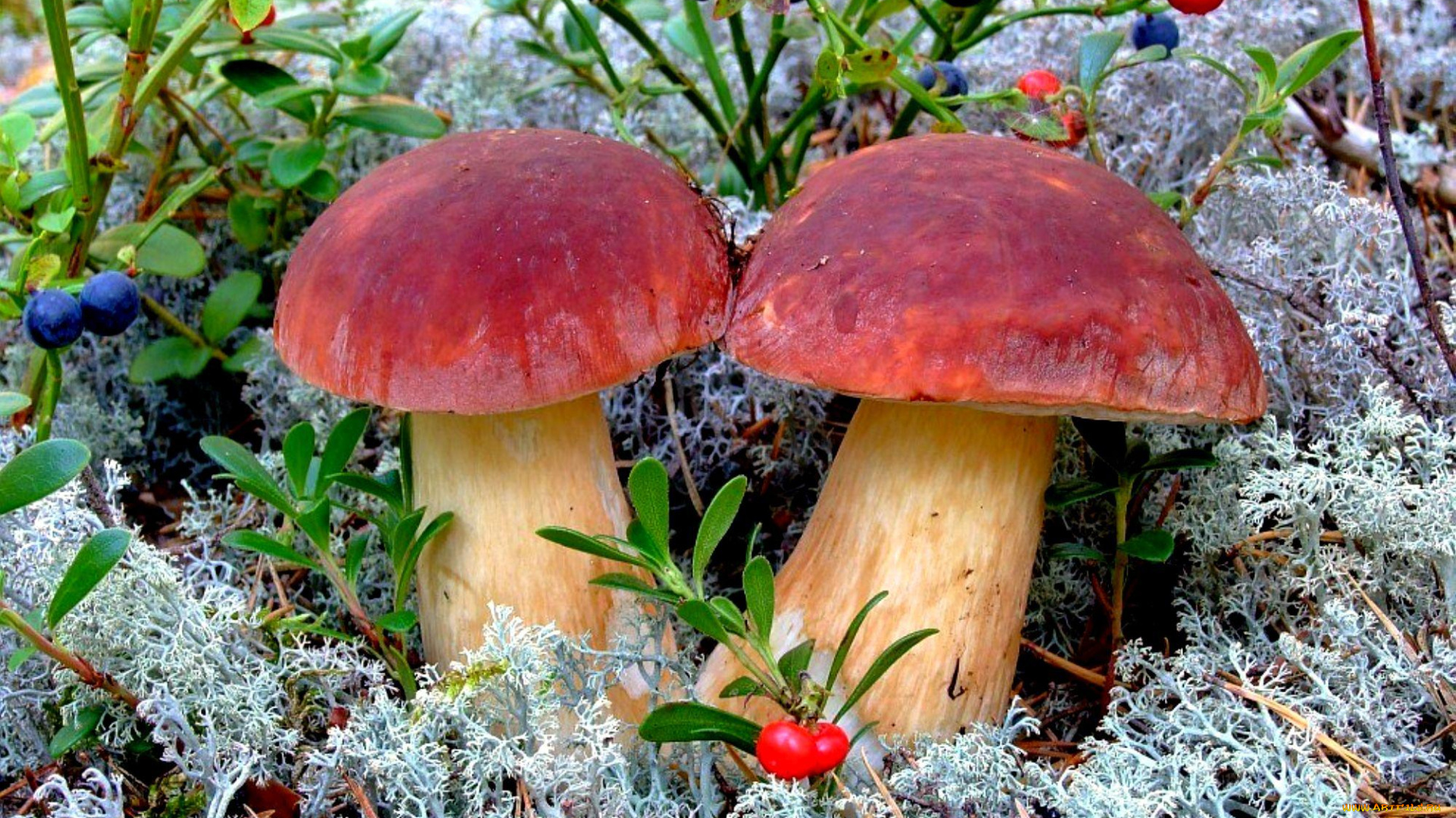 природа, грибы, ягоды, мох, боровики