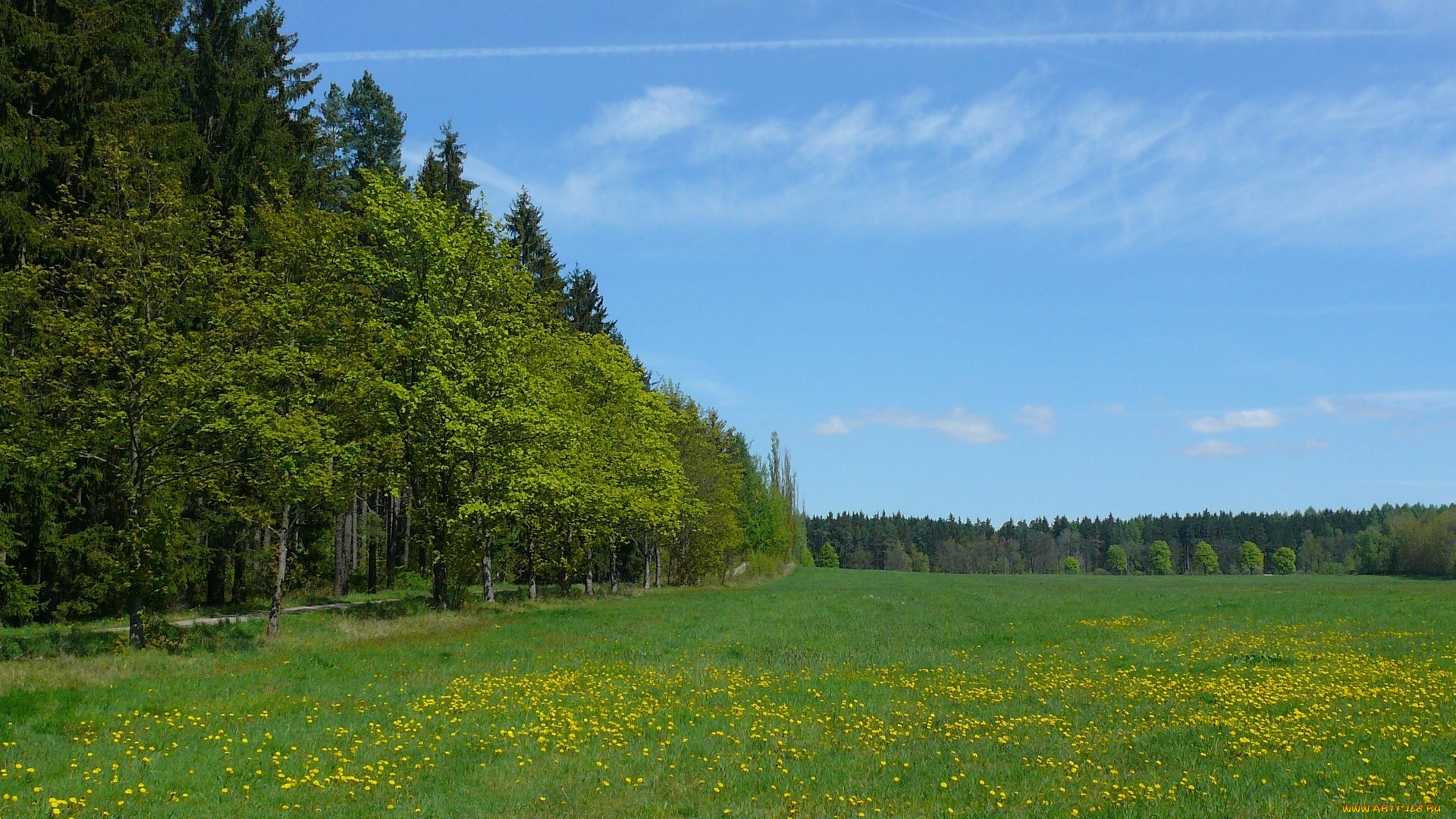 природа, луга, одуванчики, луг, лес