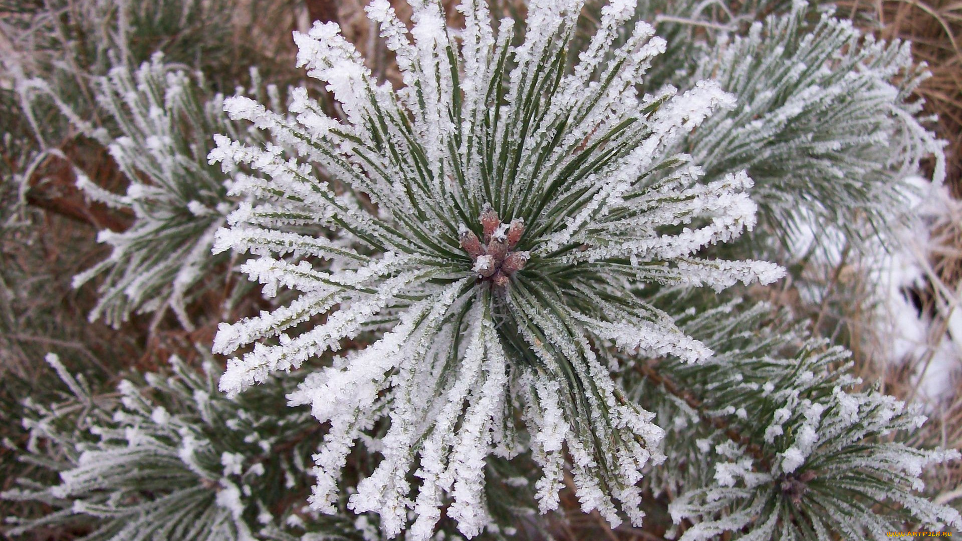 природа, макро, иней