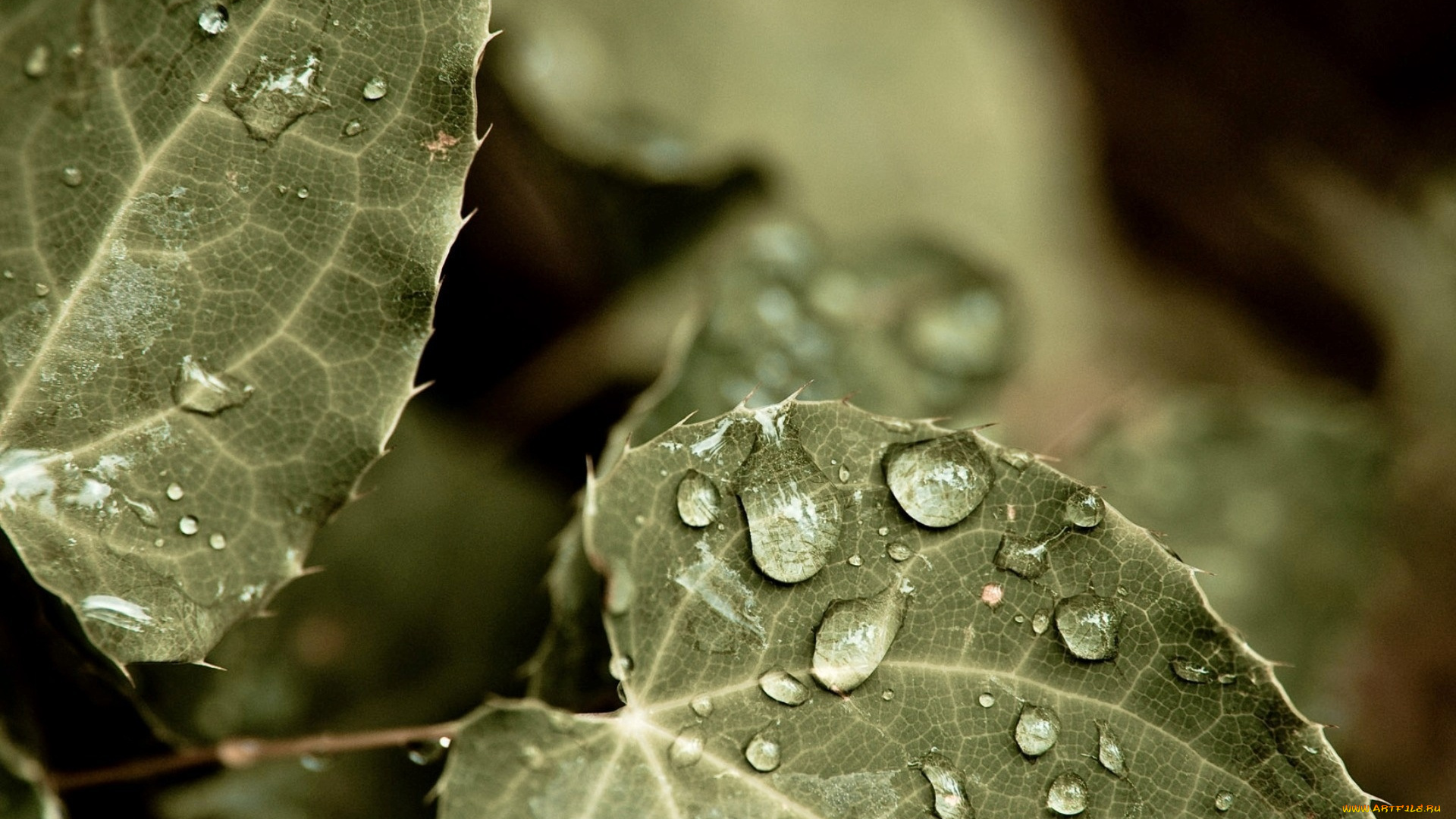 природа, макро, вода, капли, листья