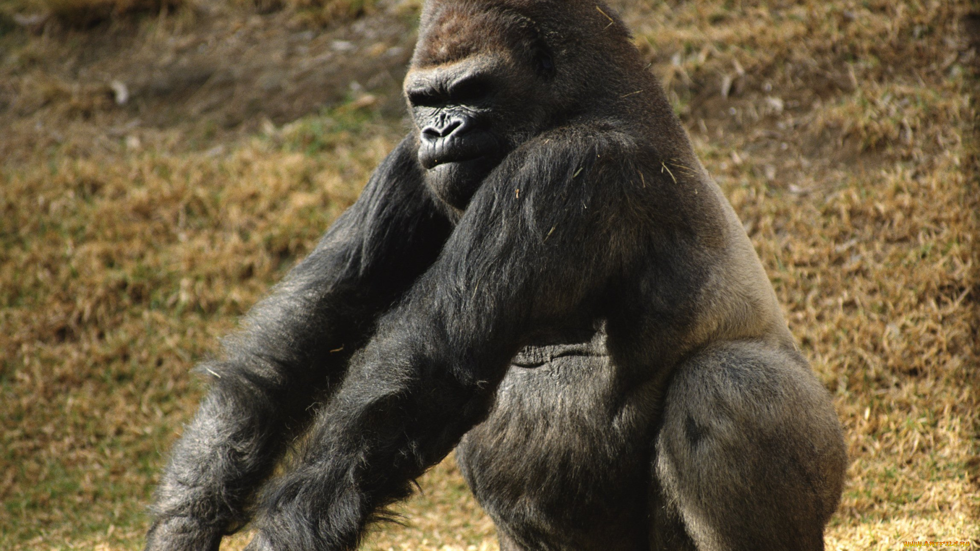 самец, гориллы, животные, обезьяны, обезьяна, горилла