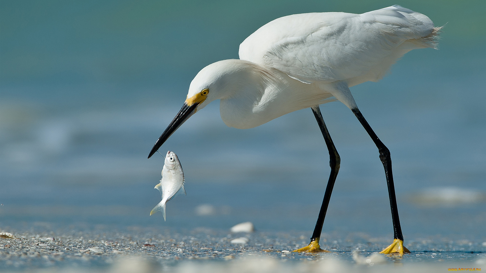 животные, цапли, белая, песок, улов, рыба, цапля