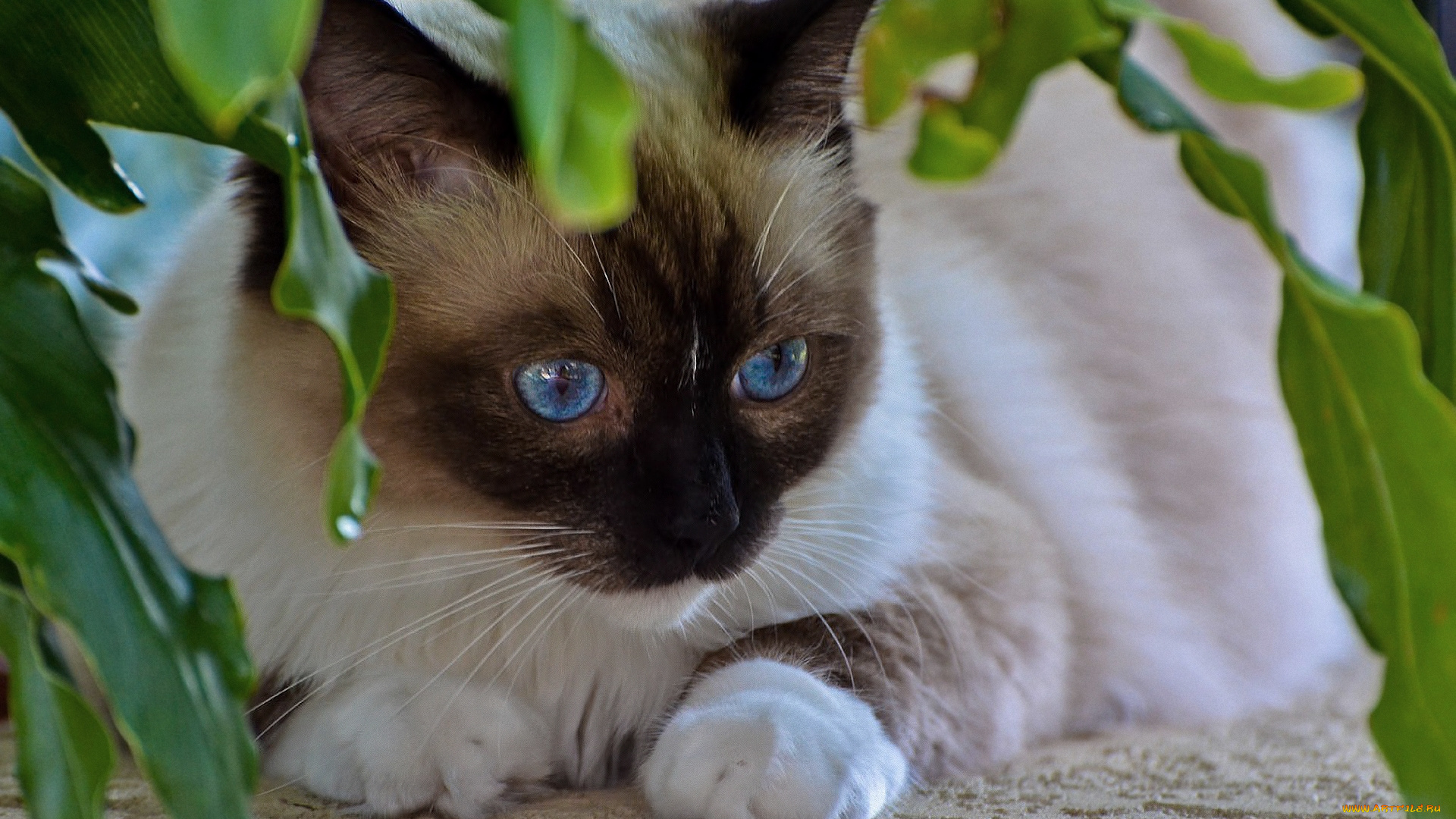 животные, коты, кот, сиамский, голубоглазый, листья