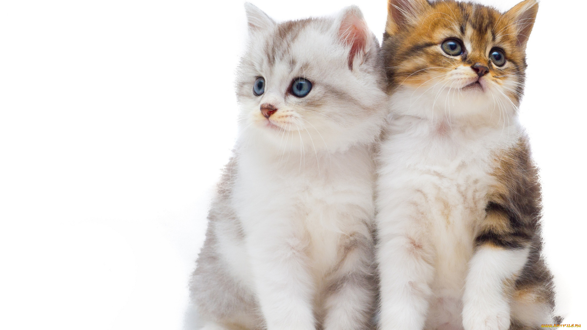 животные, коты, котята