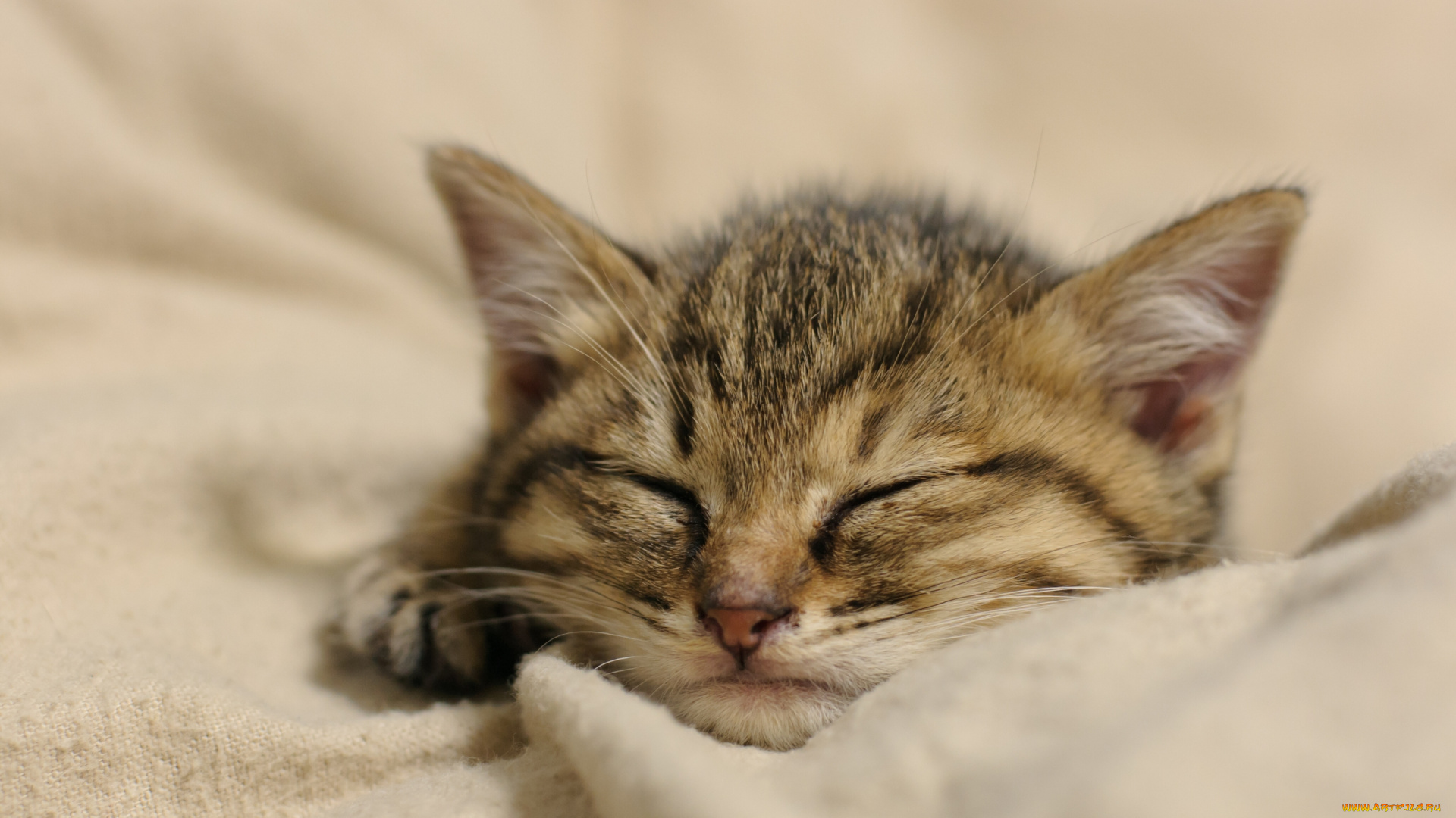 животные, коты, котёнок