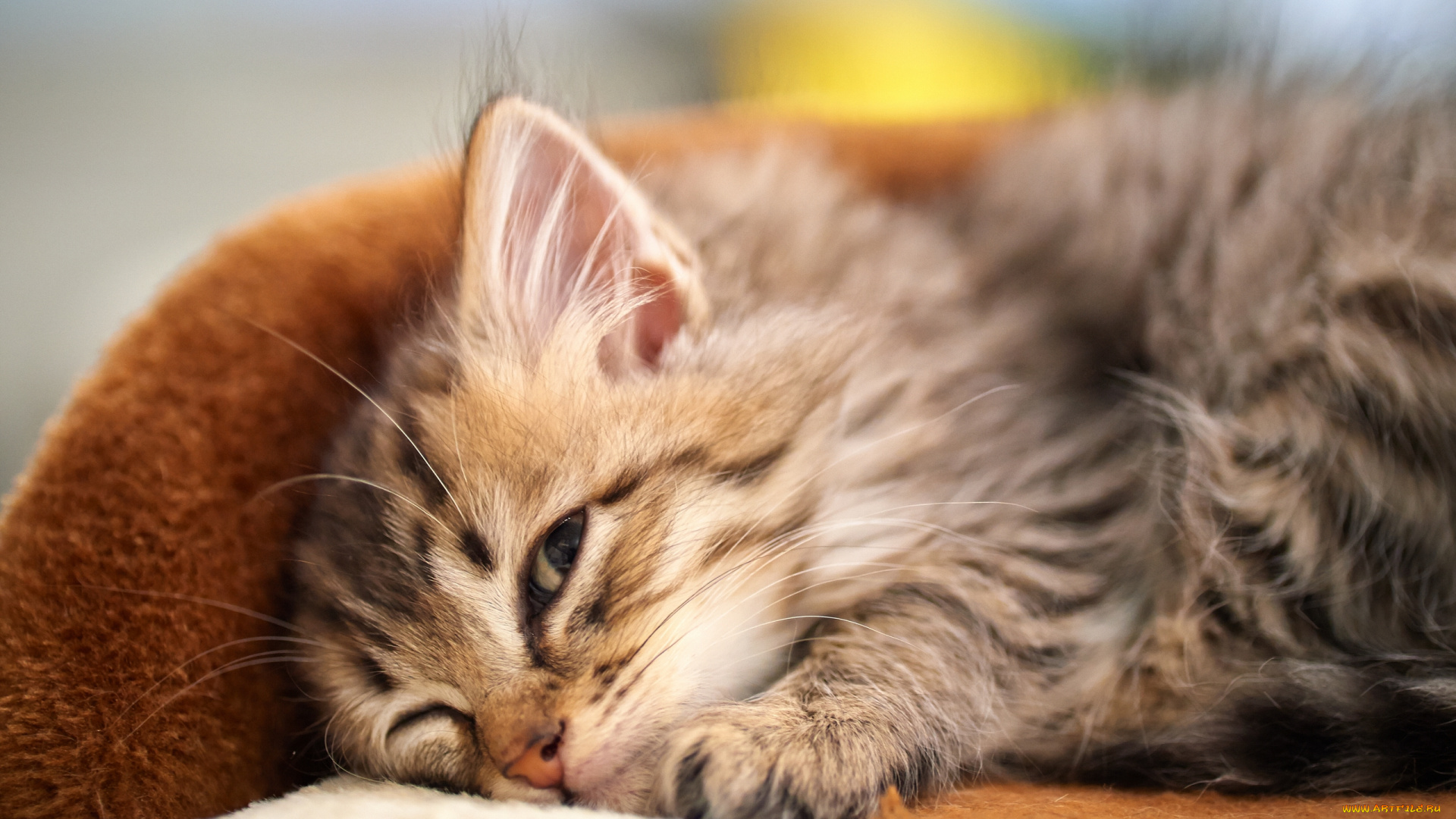 животные, коты, котёнок