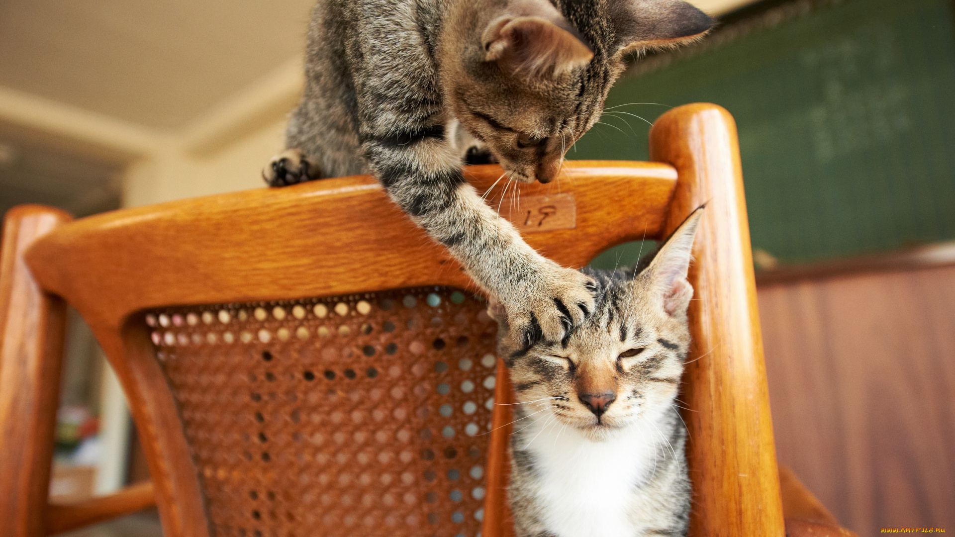 животные, коты, кресло, котята, игра