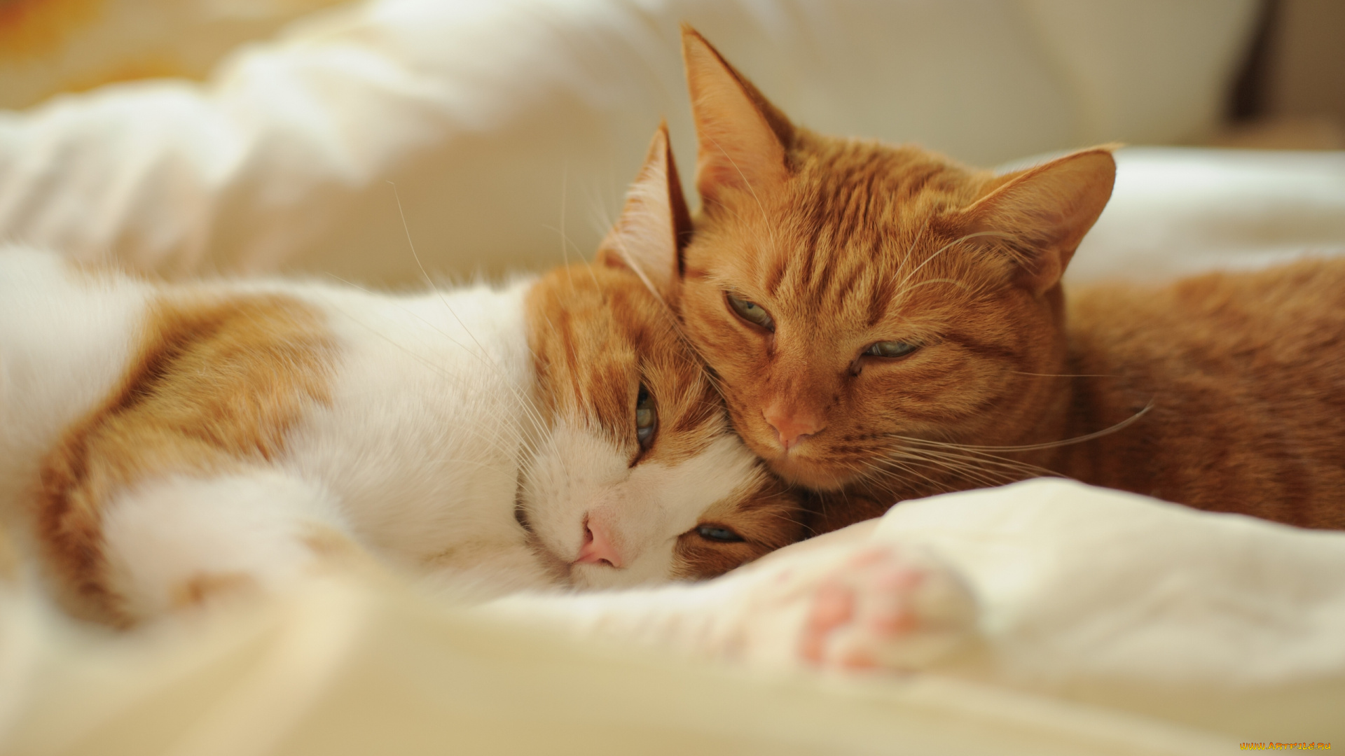 животные, коты, парочка