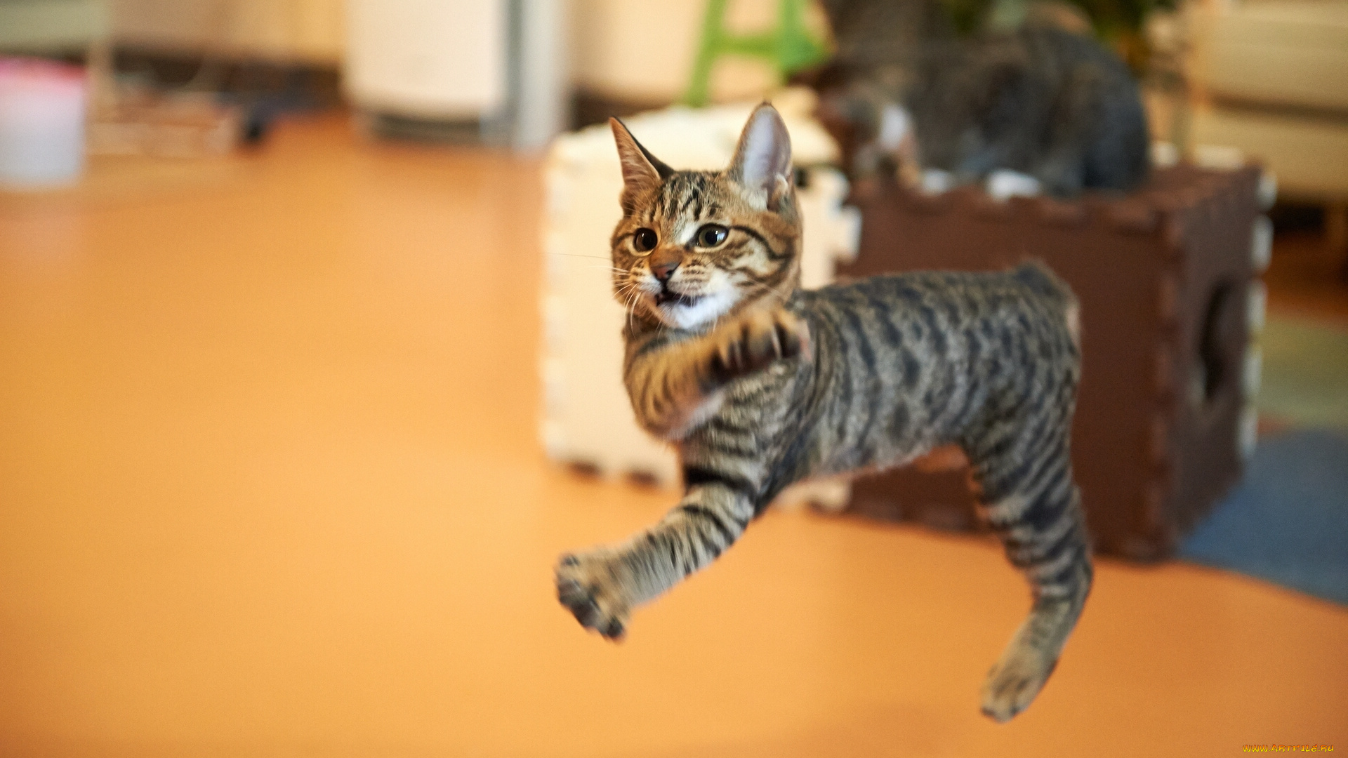 животные, коты, полёт, прыжок, котёнок