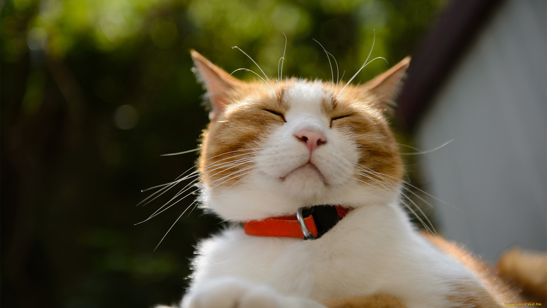 животные, коты, солнце, спит, отдых, ошейник