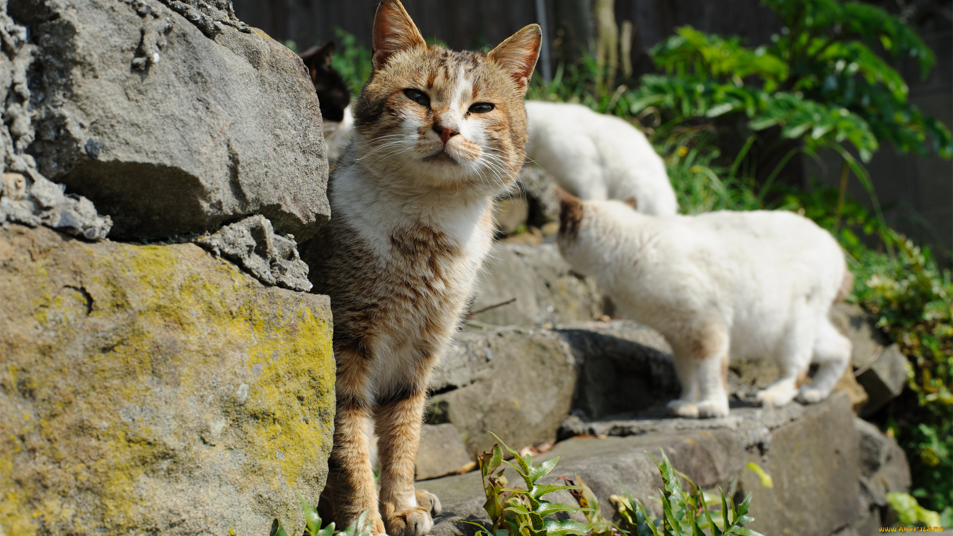животные, коты, ступени, солнечно, внимание, угол, зелень, камни