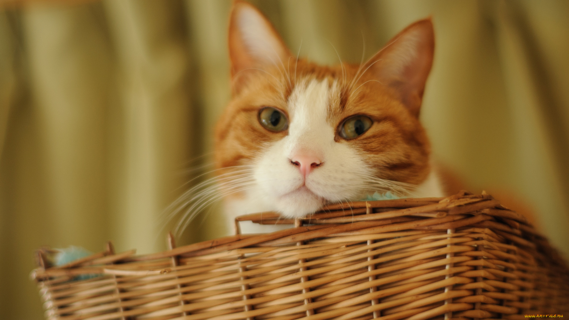 животные, коты, взгляд, корзина