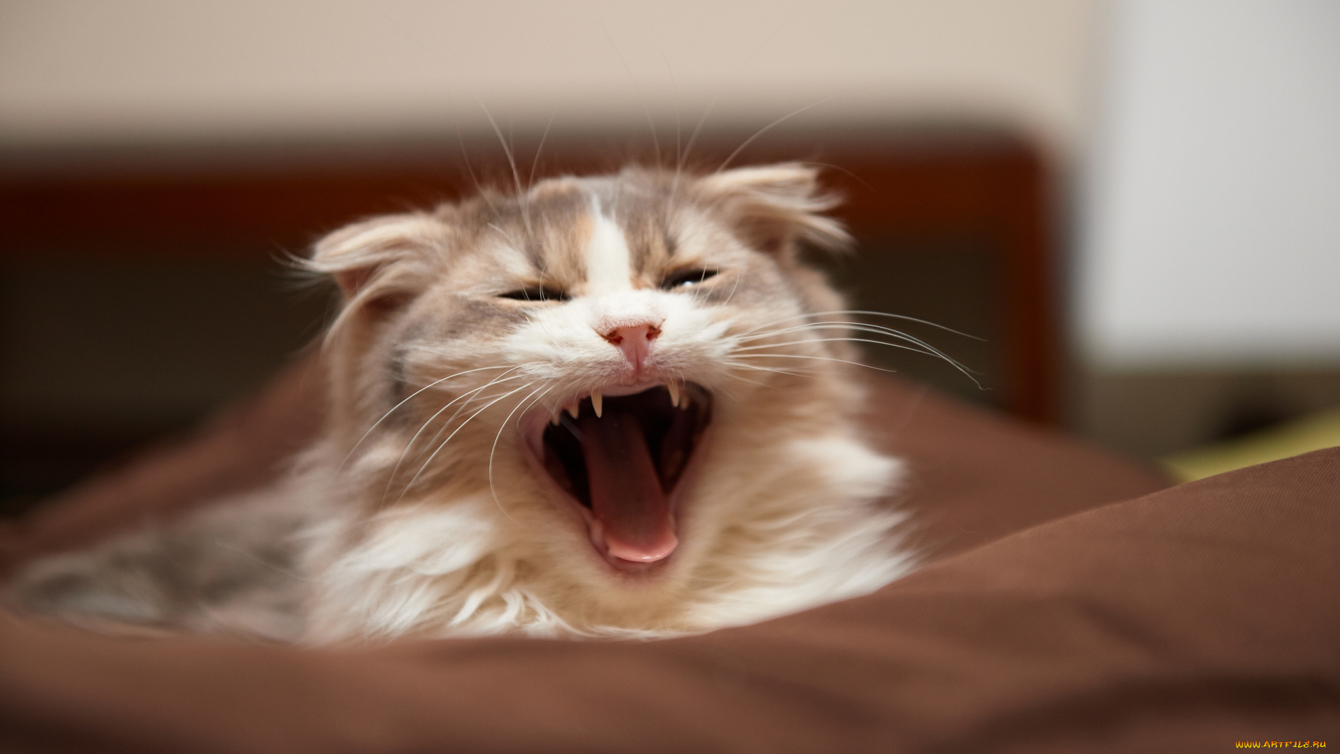 животные, коты, зевок