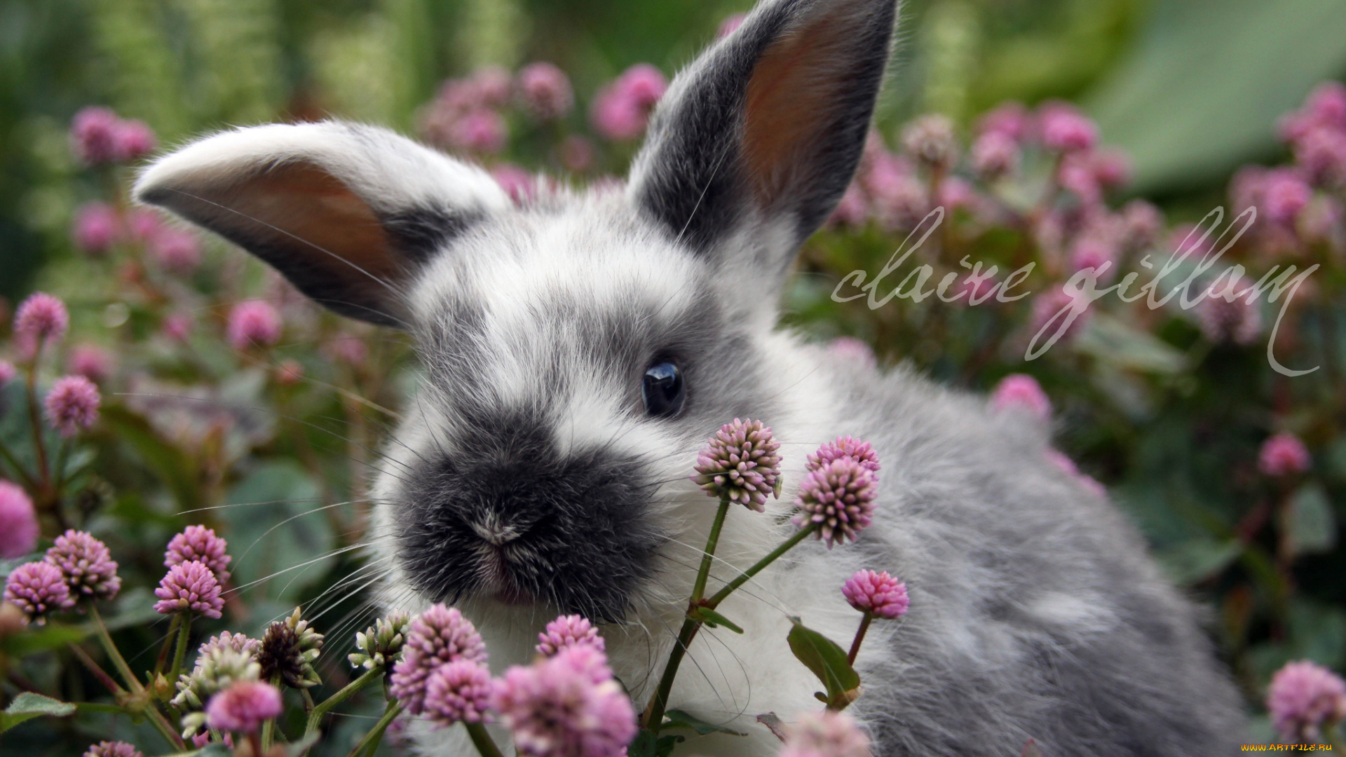 животные, кролики, зайцы, уши, пестрый